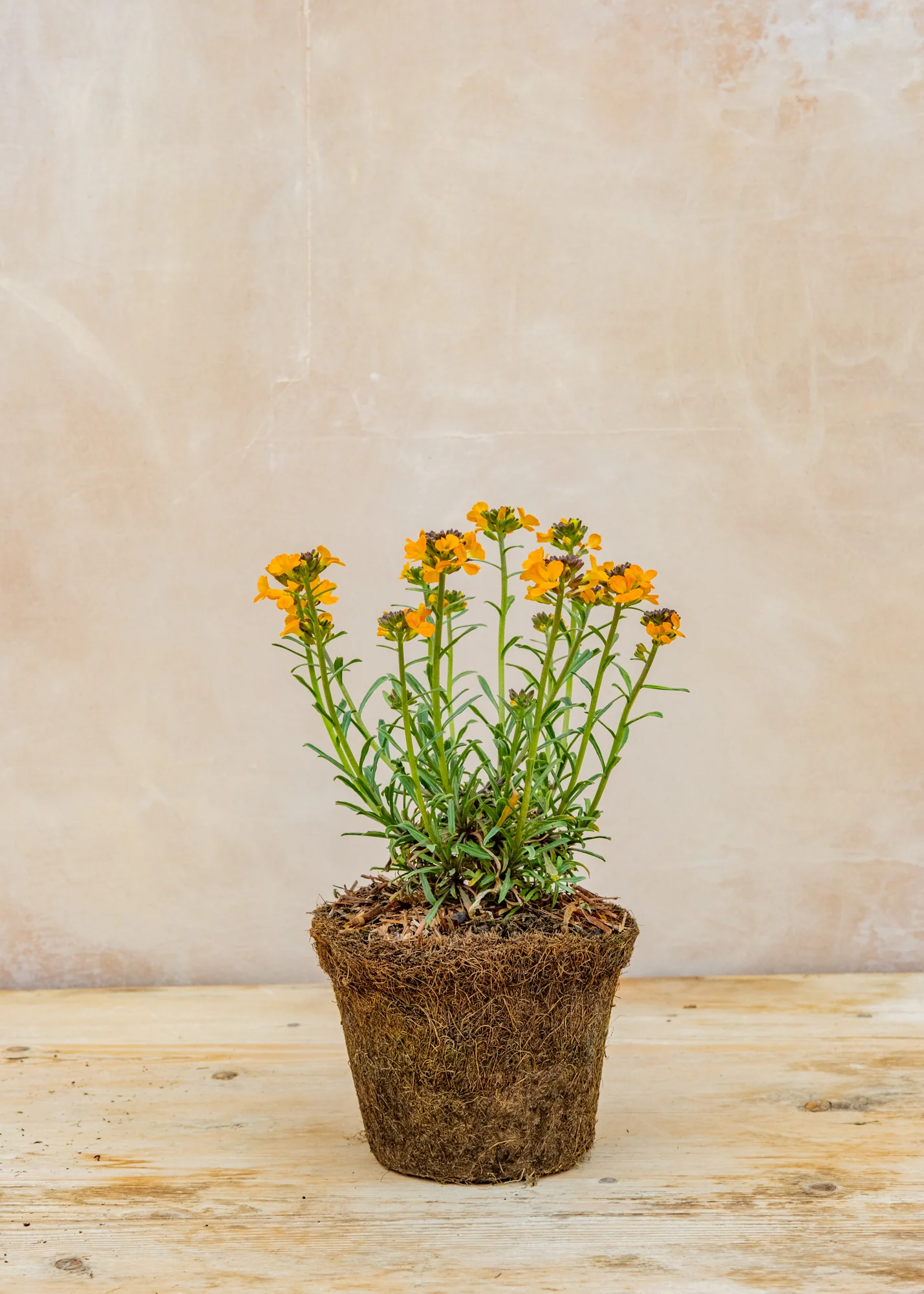 Erysimum linifolium 'Cheers Florange', 1L - Image 2
