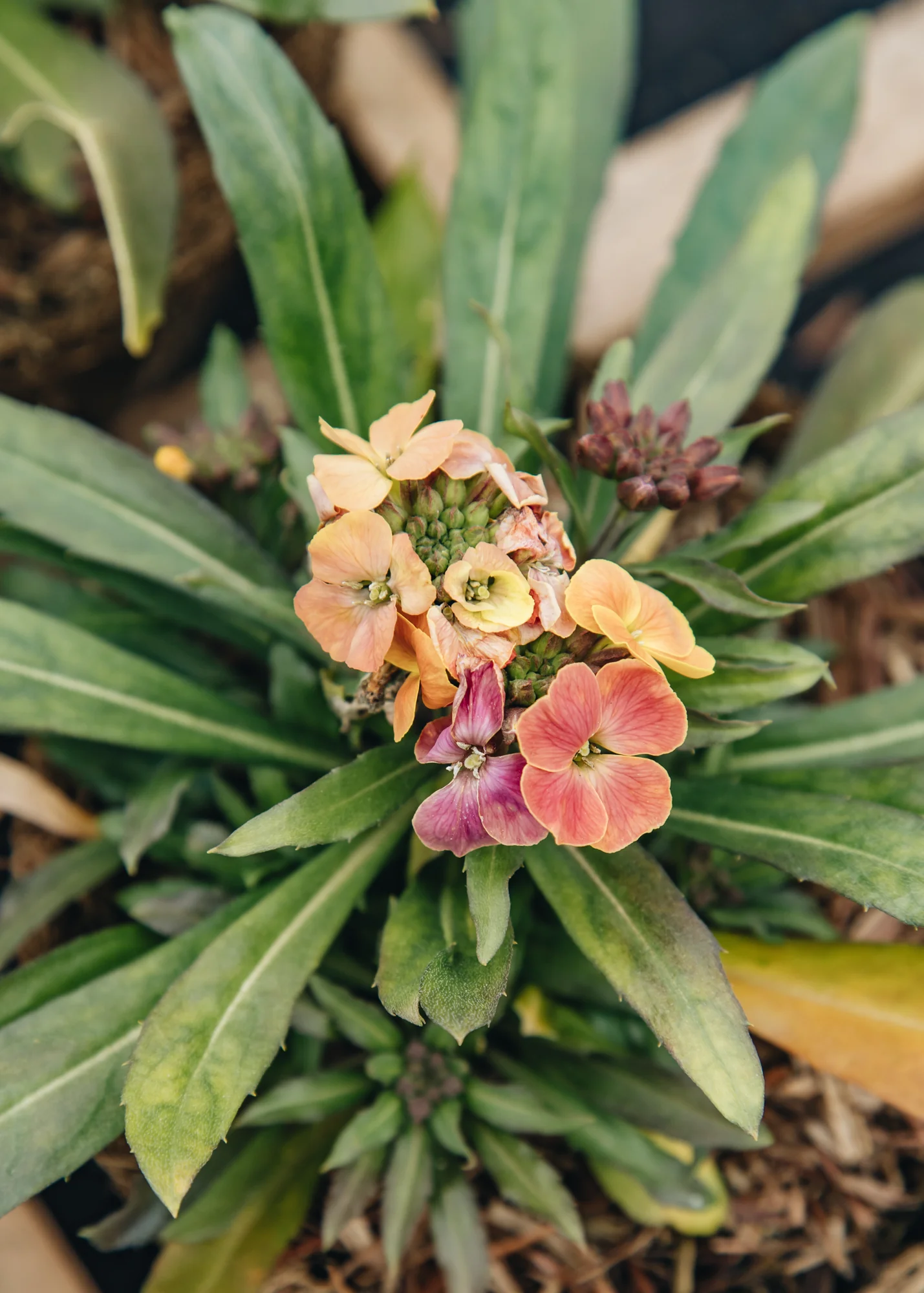 Erysimum 'Erysistible Tricolor', 1L - Image 2