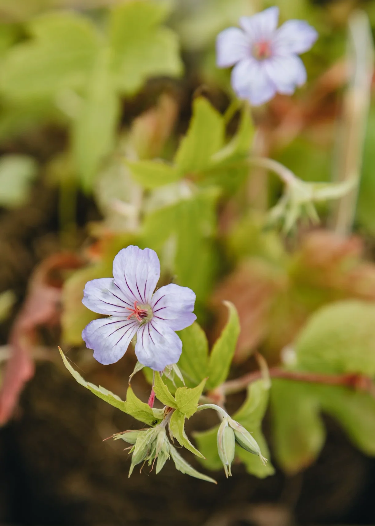 Geranium 'Nodosum', 1L