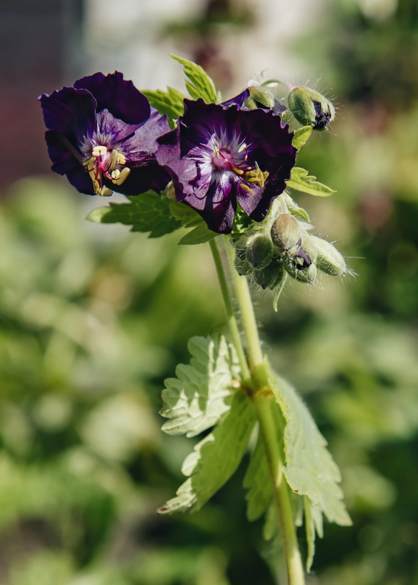 Geranium phaeum 'Raven', 1L