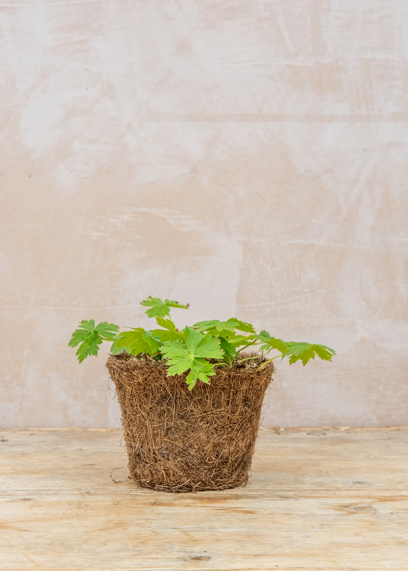 Geranium phaeum 'Raven', 1L - Image 2