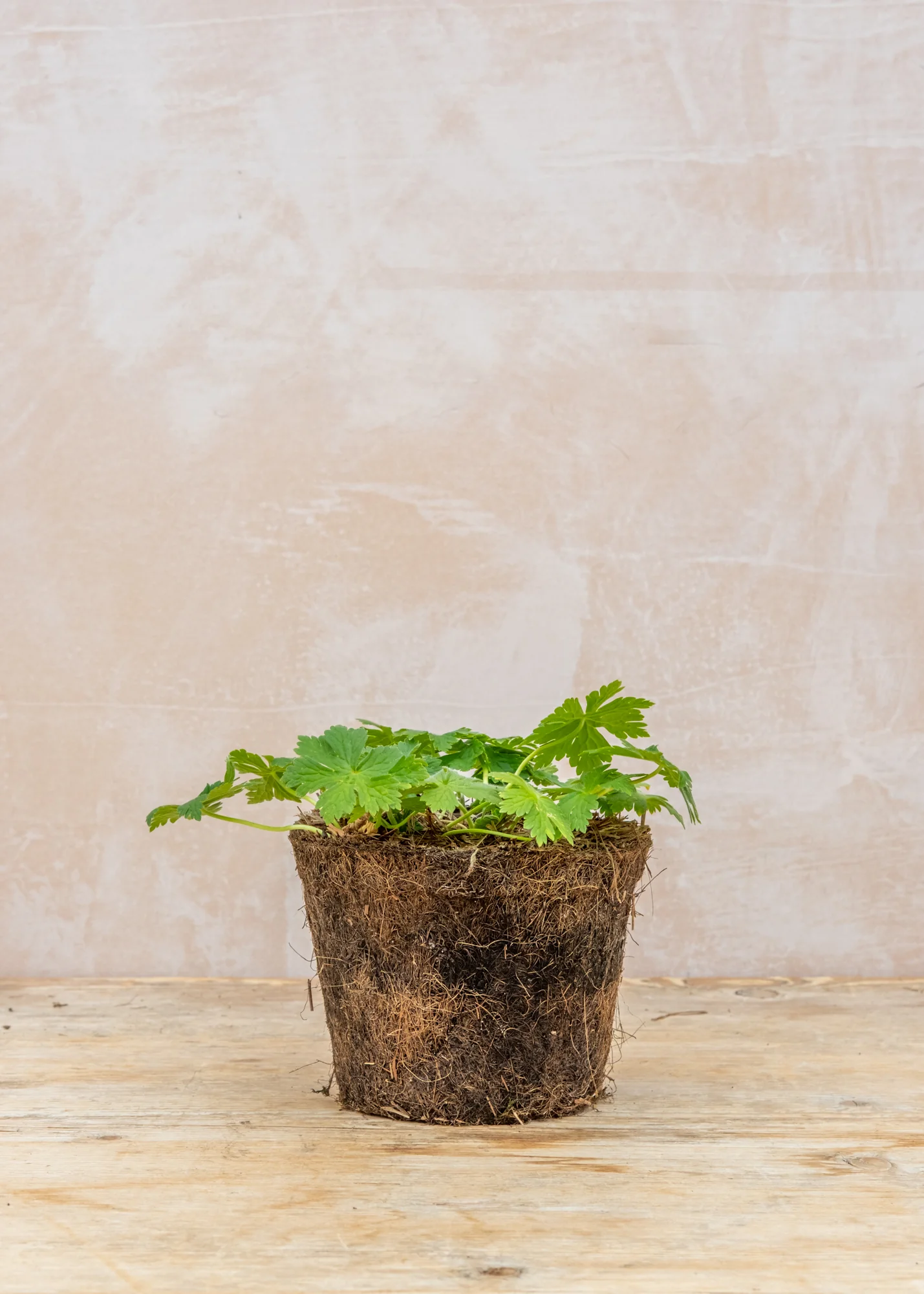 Geranium phaeum 'Album', 1L - Image 3