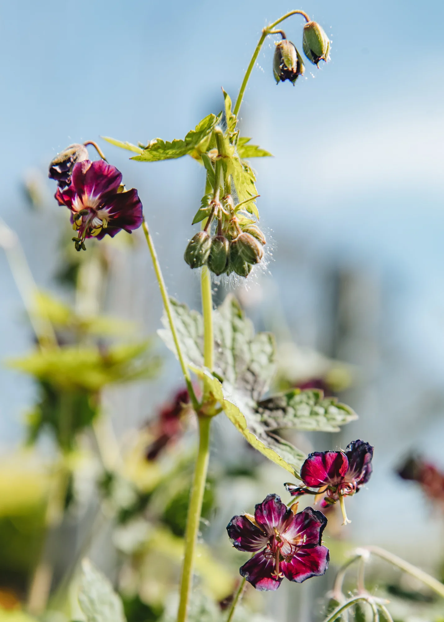 Geranium phaeum 'Samobor', 1L