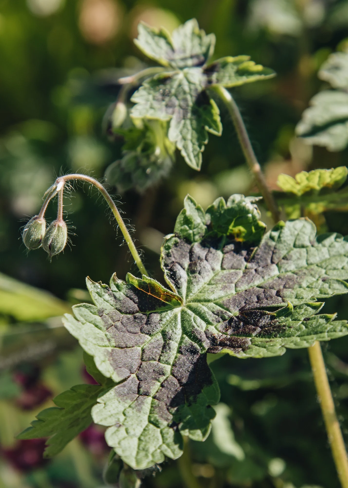 Geranium phaeum 'Samobor', 1L - Image 2