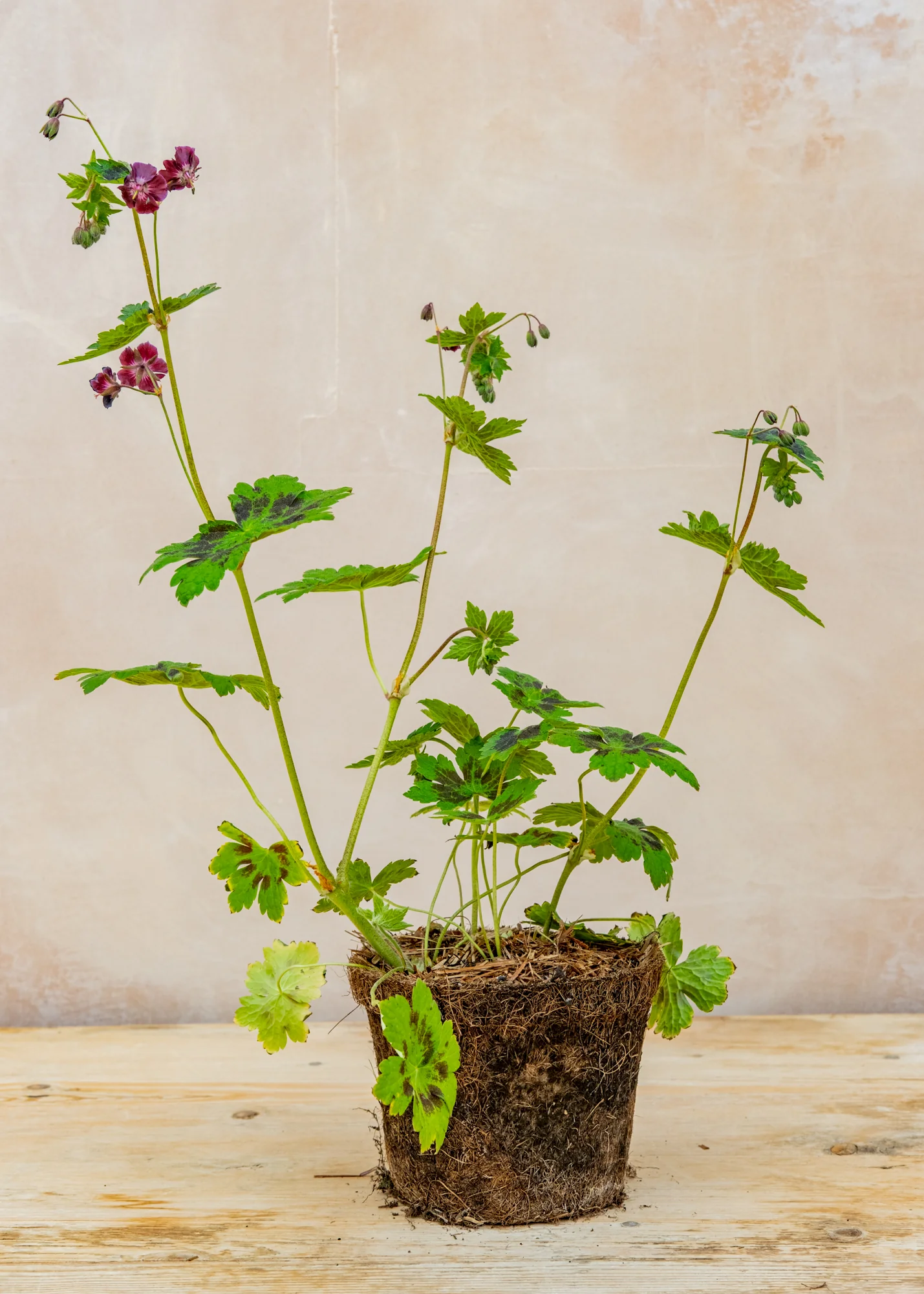 Geranium phaeum 'Samobor', 1L - Image 3