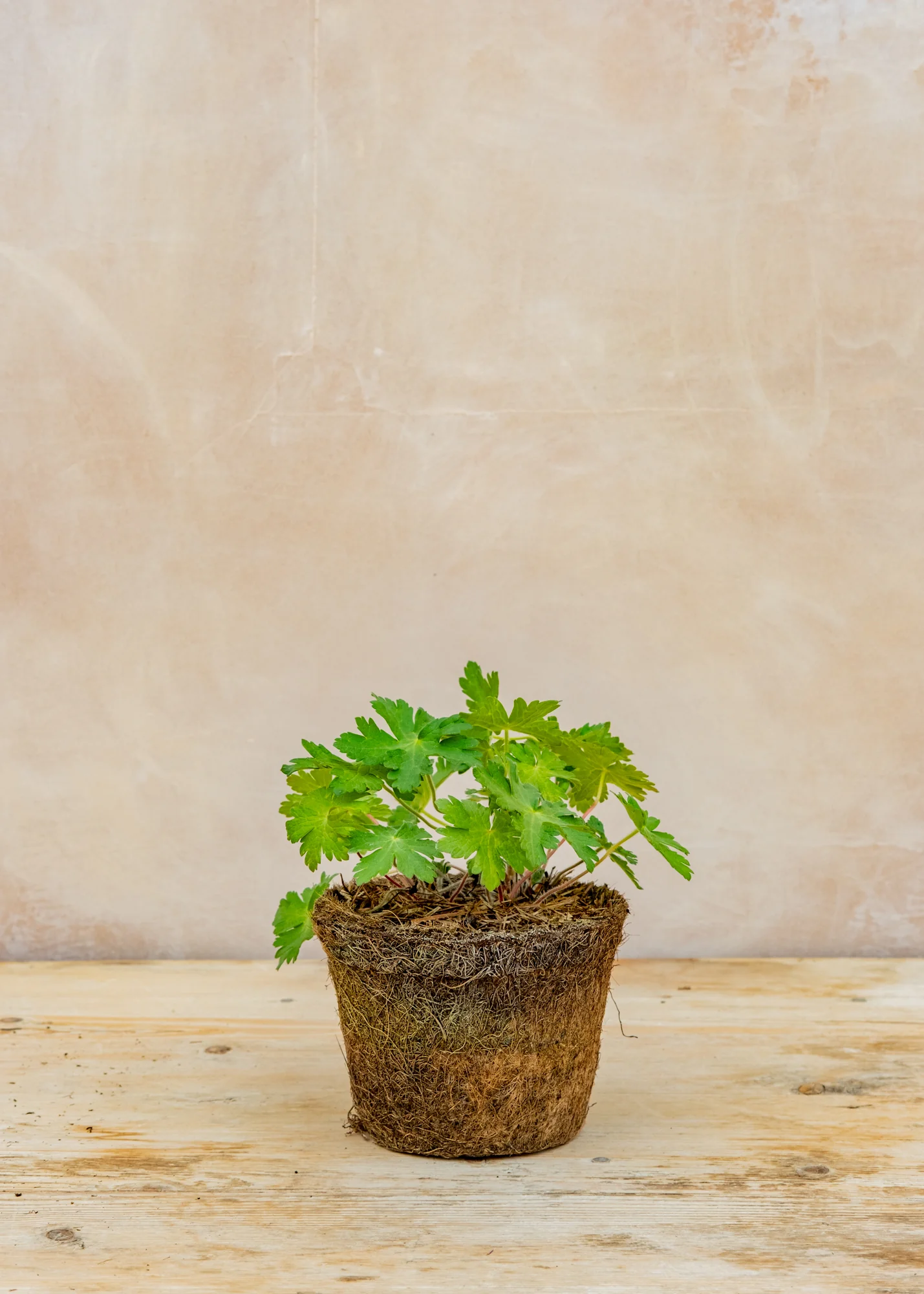 Geranium 'Sabani Blue', 1L - Image 2