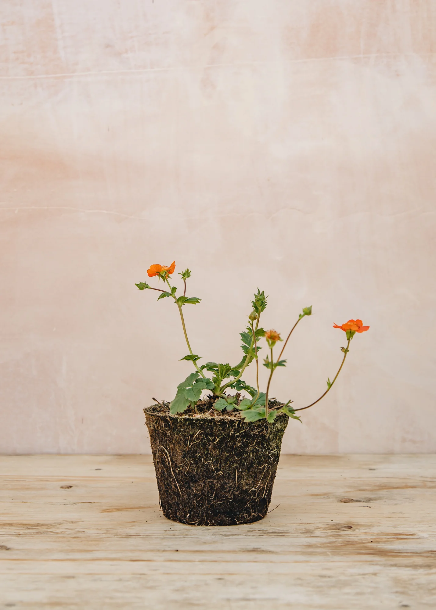 Geum 'Tosai Orange', 1L - Image 2
