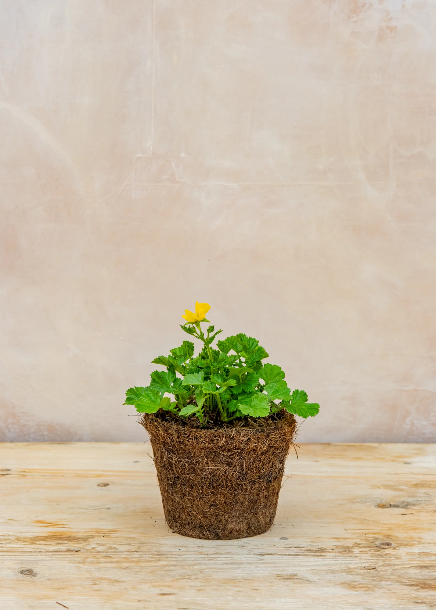 Geum 'Tosai Yellow', 1L - Image 2