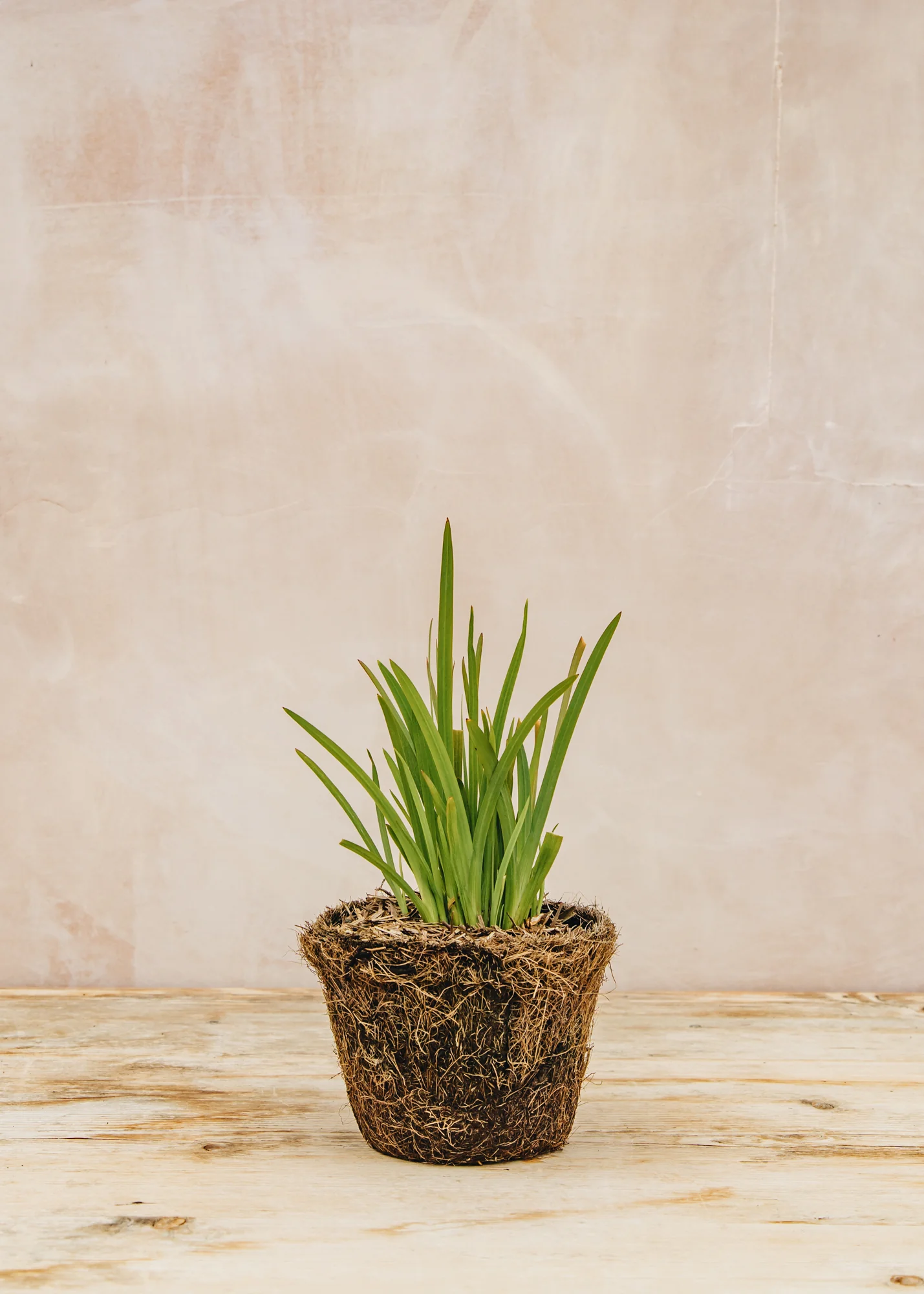 Hesperantha coccinea 'Oregon Sunset', 1L - Image 2