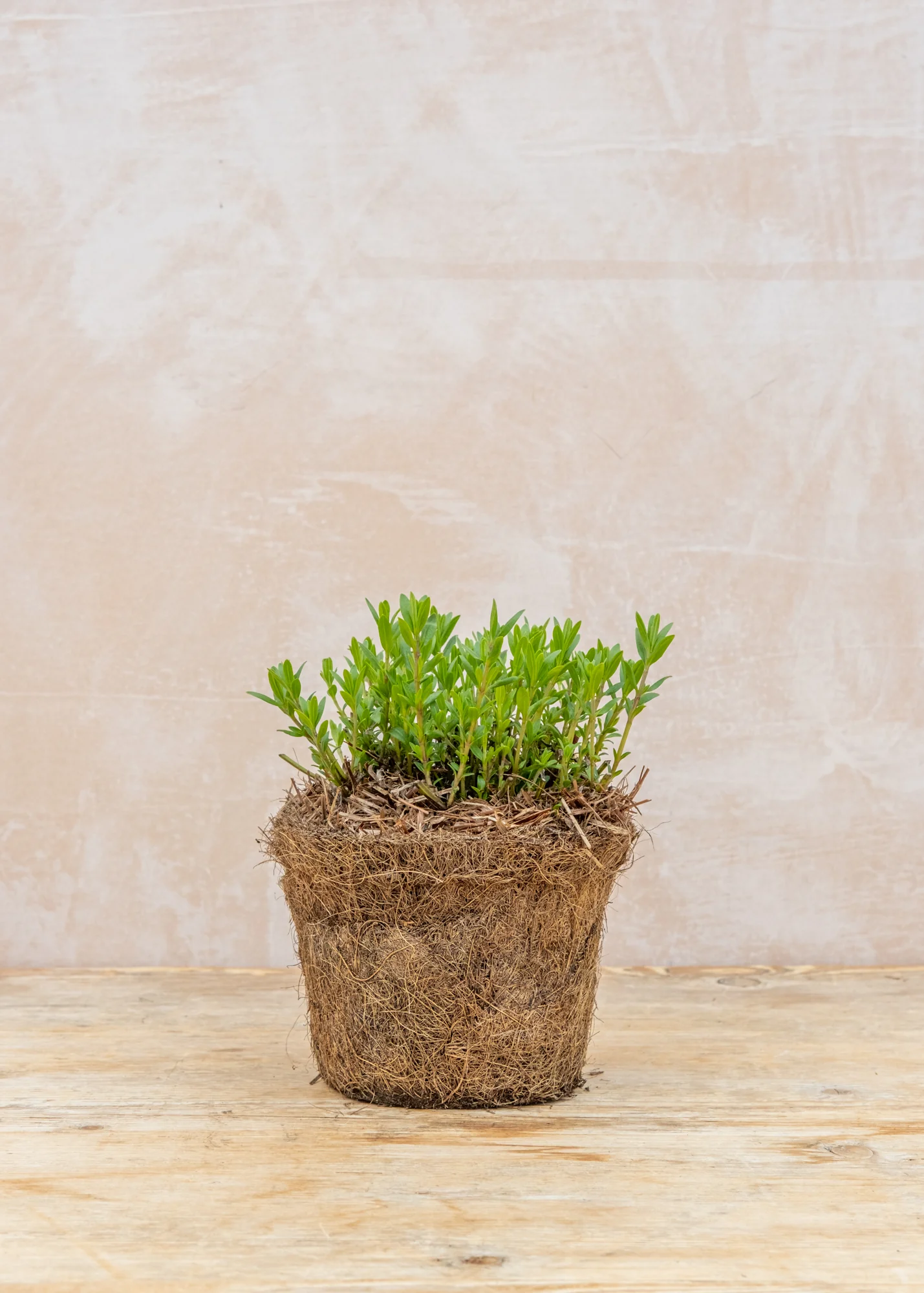 Hyssop, 1L