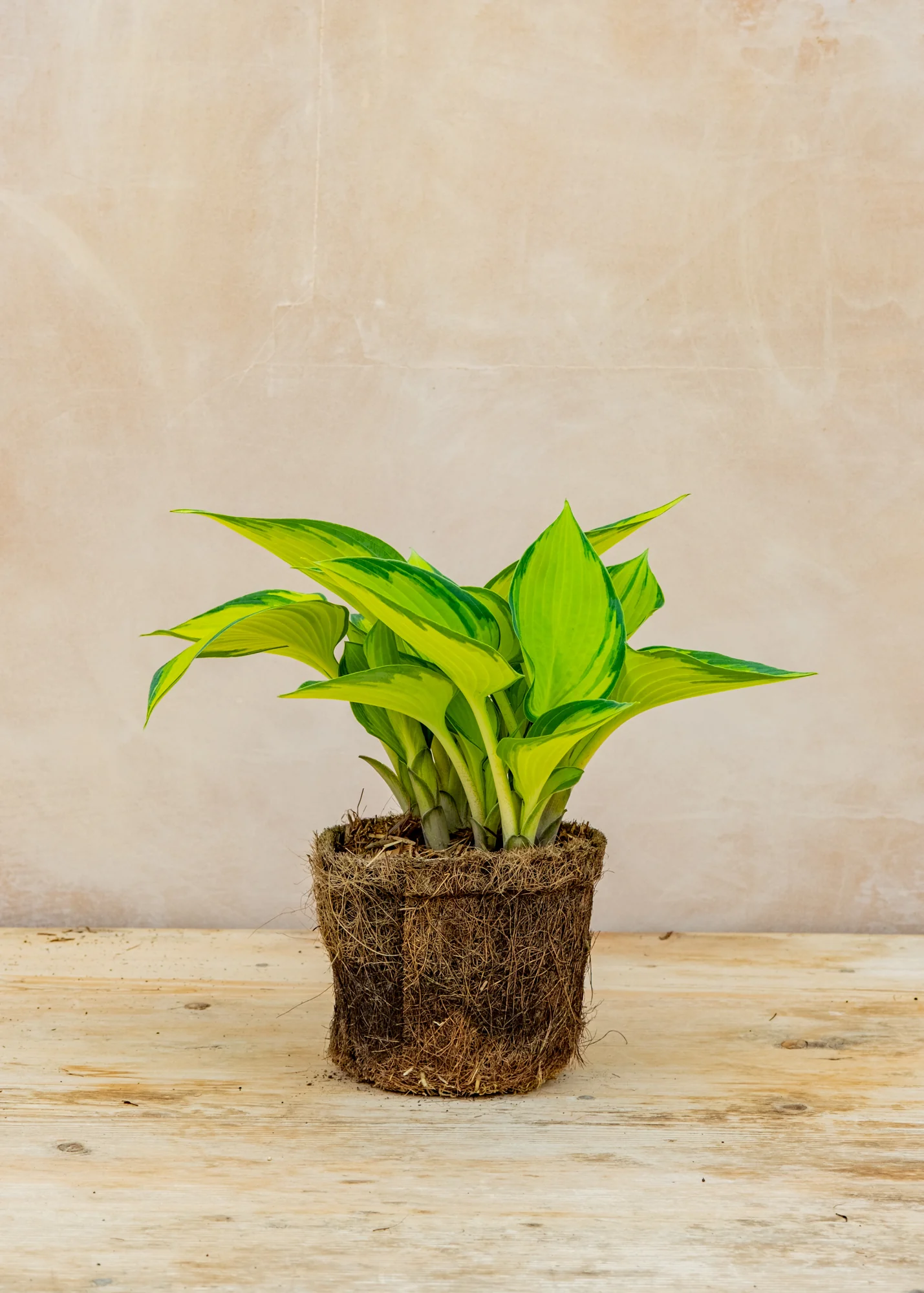 Hosta 'June', 1L - Image 2