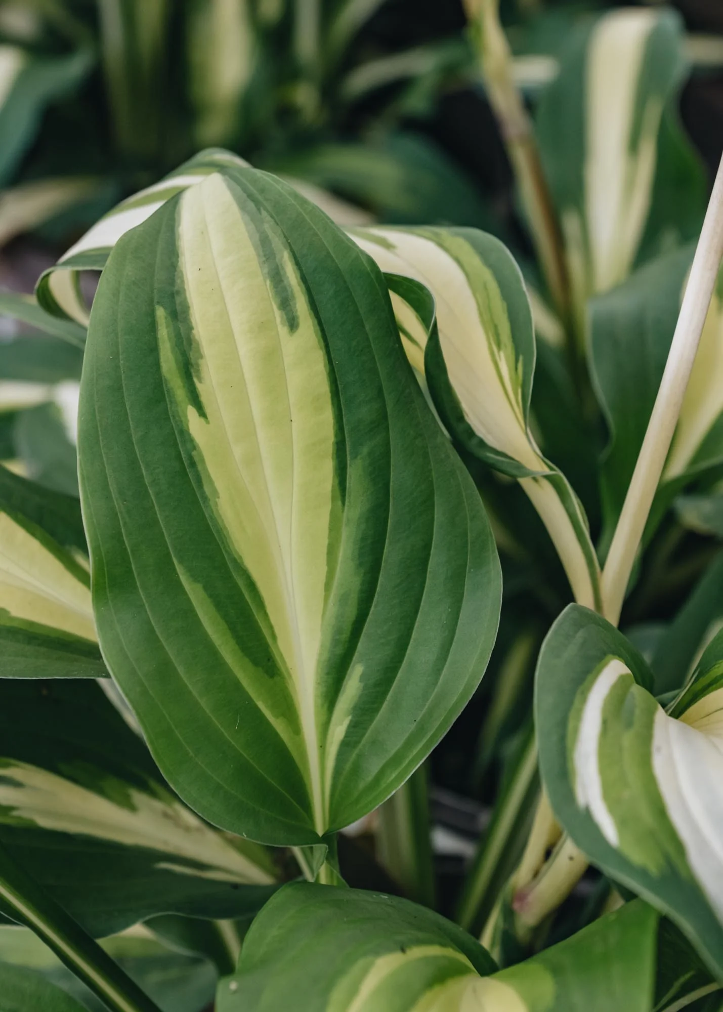Hosta Lakeside Spellbinder, 2/3L - Image 2