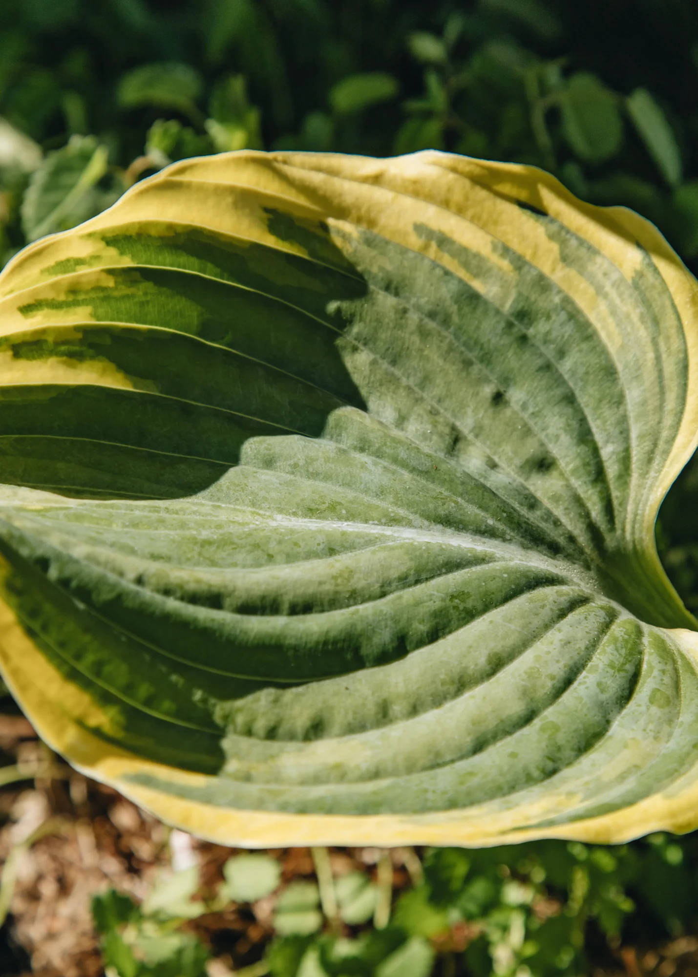 Hosta 'Majesty', 1L - Image 2
