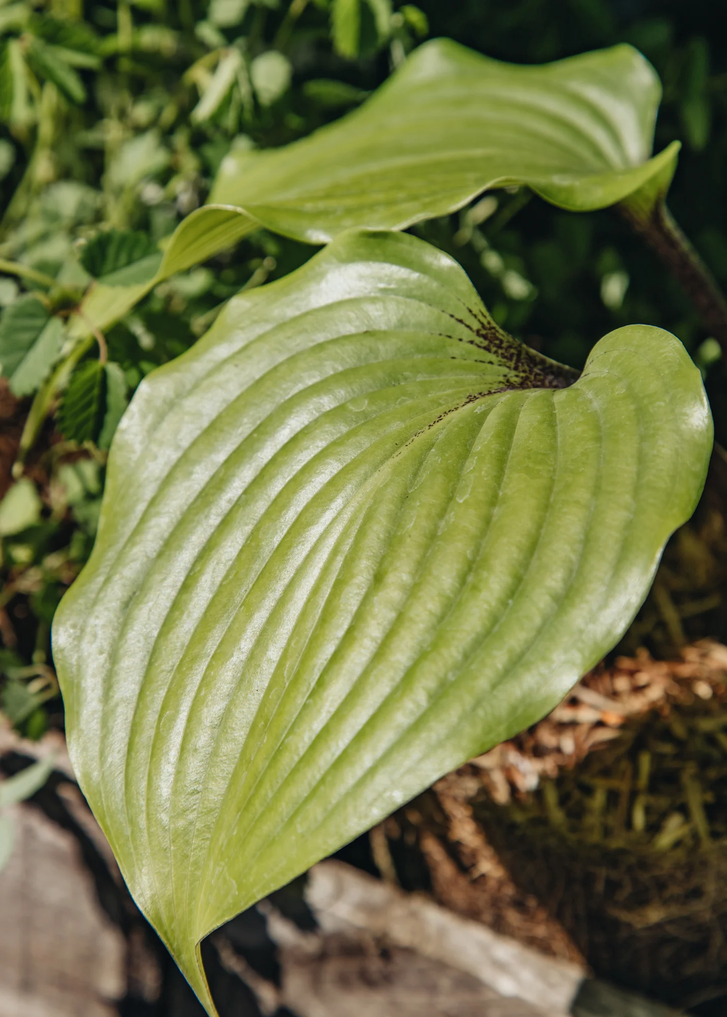 Hosta 'One Man's Treasure', 1L