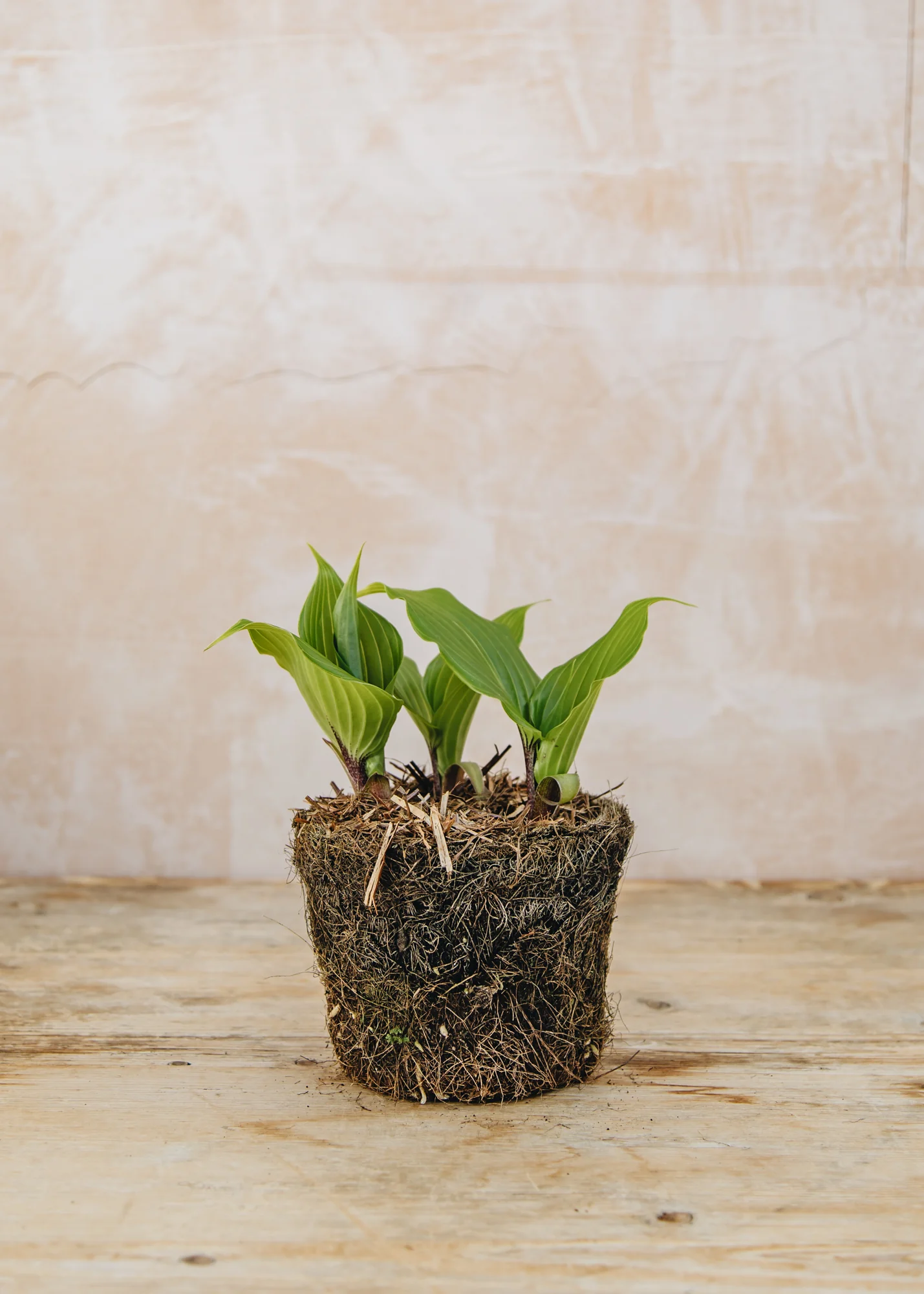 Hosta 'One Man's Treasure', 1L - Image 3