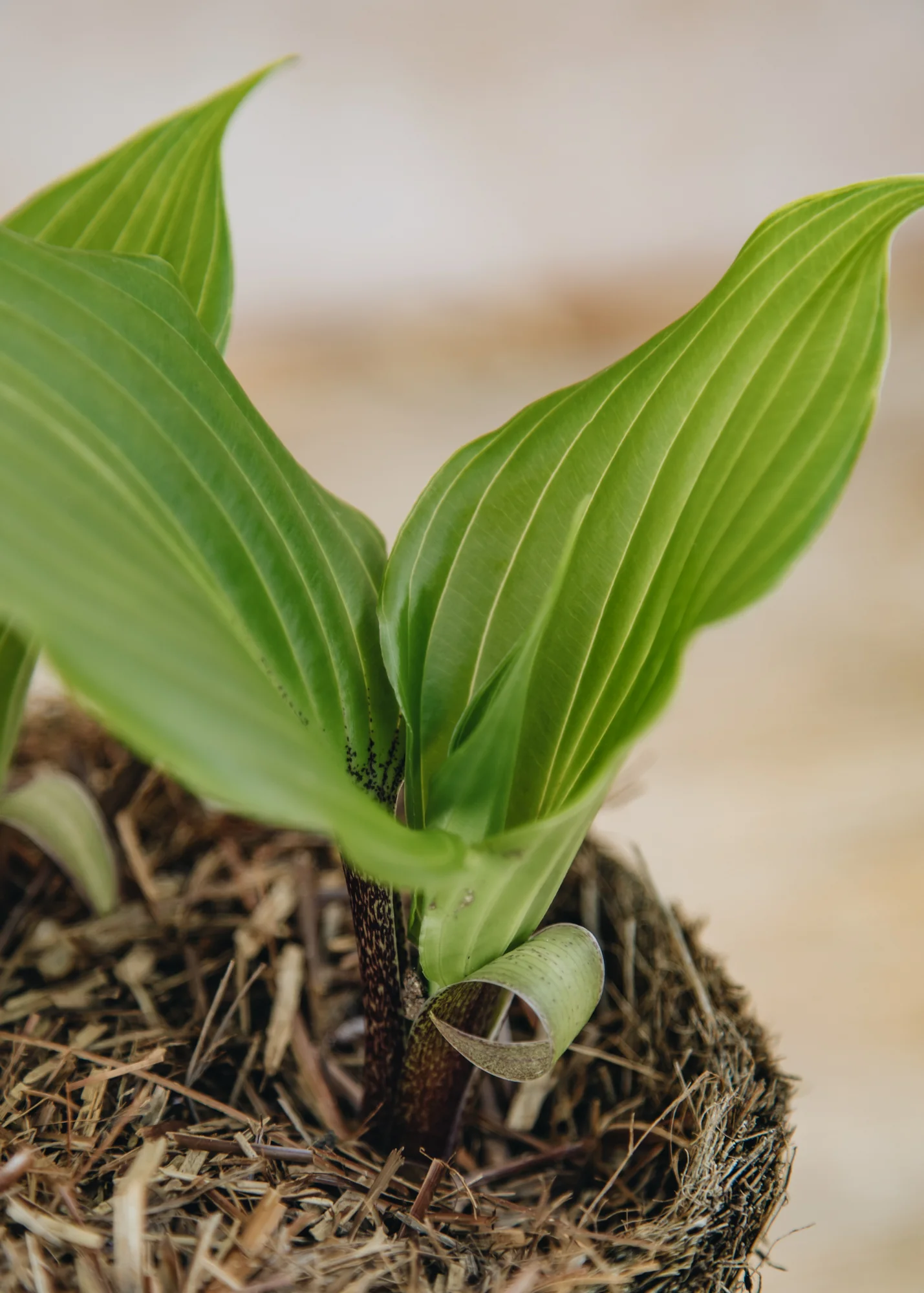 Hosta 'One Man's Treasure', 1L - Image 4