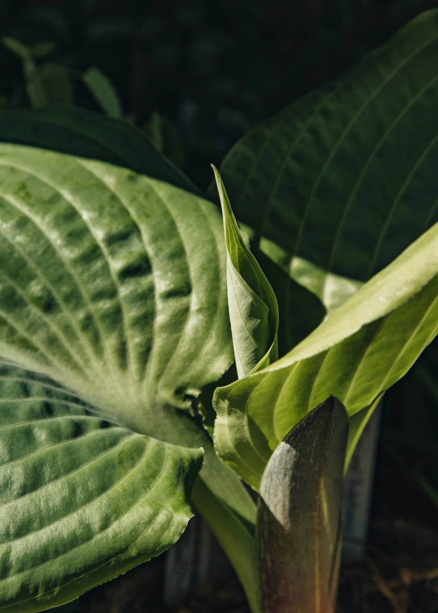 Hosta 'Sagae', 1L - Image 2