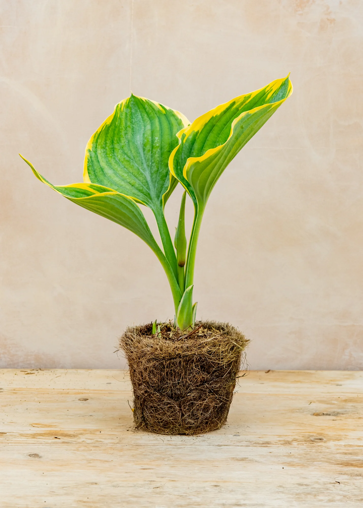 Hosta 'Sagae', 1L - Image 3