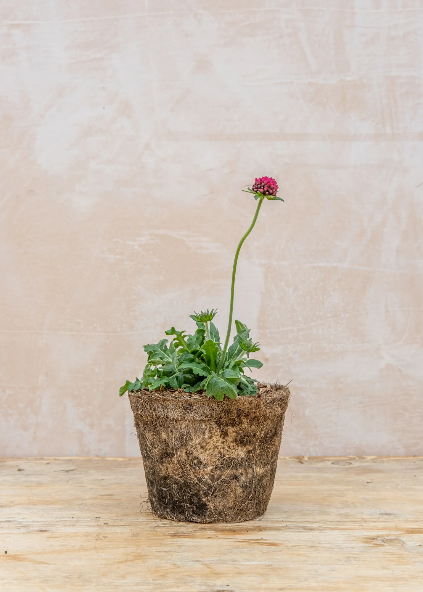 Knautia macedonica 'Red Knight', 1L - Image 2