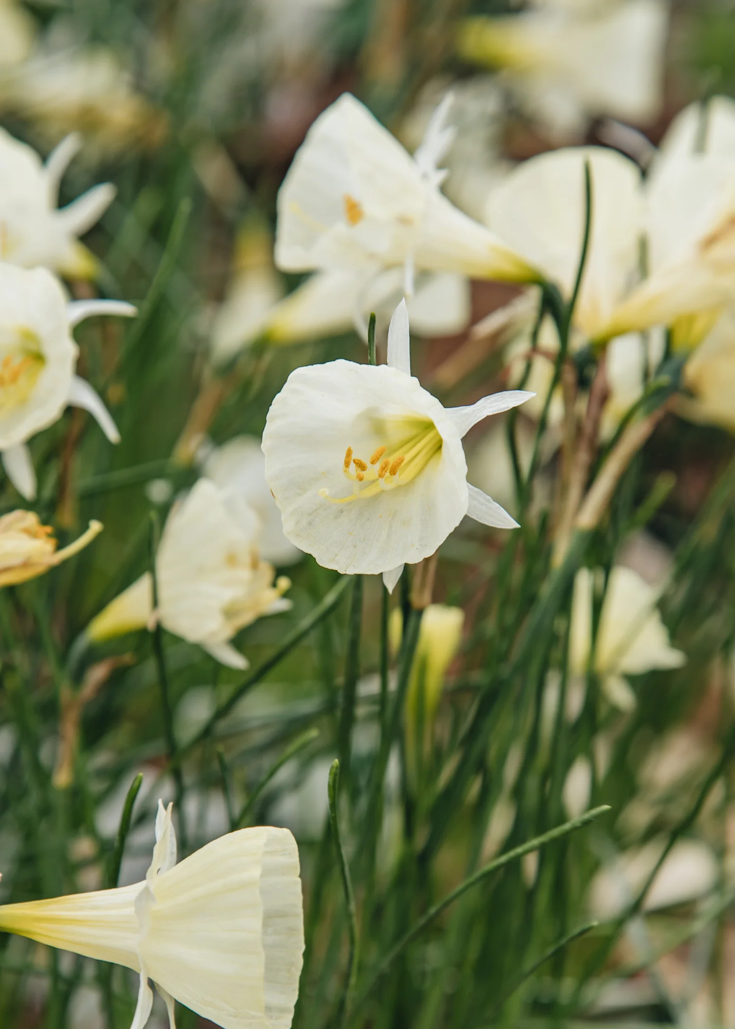 Narcissus 'White Petticoat', 1L - Image 2