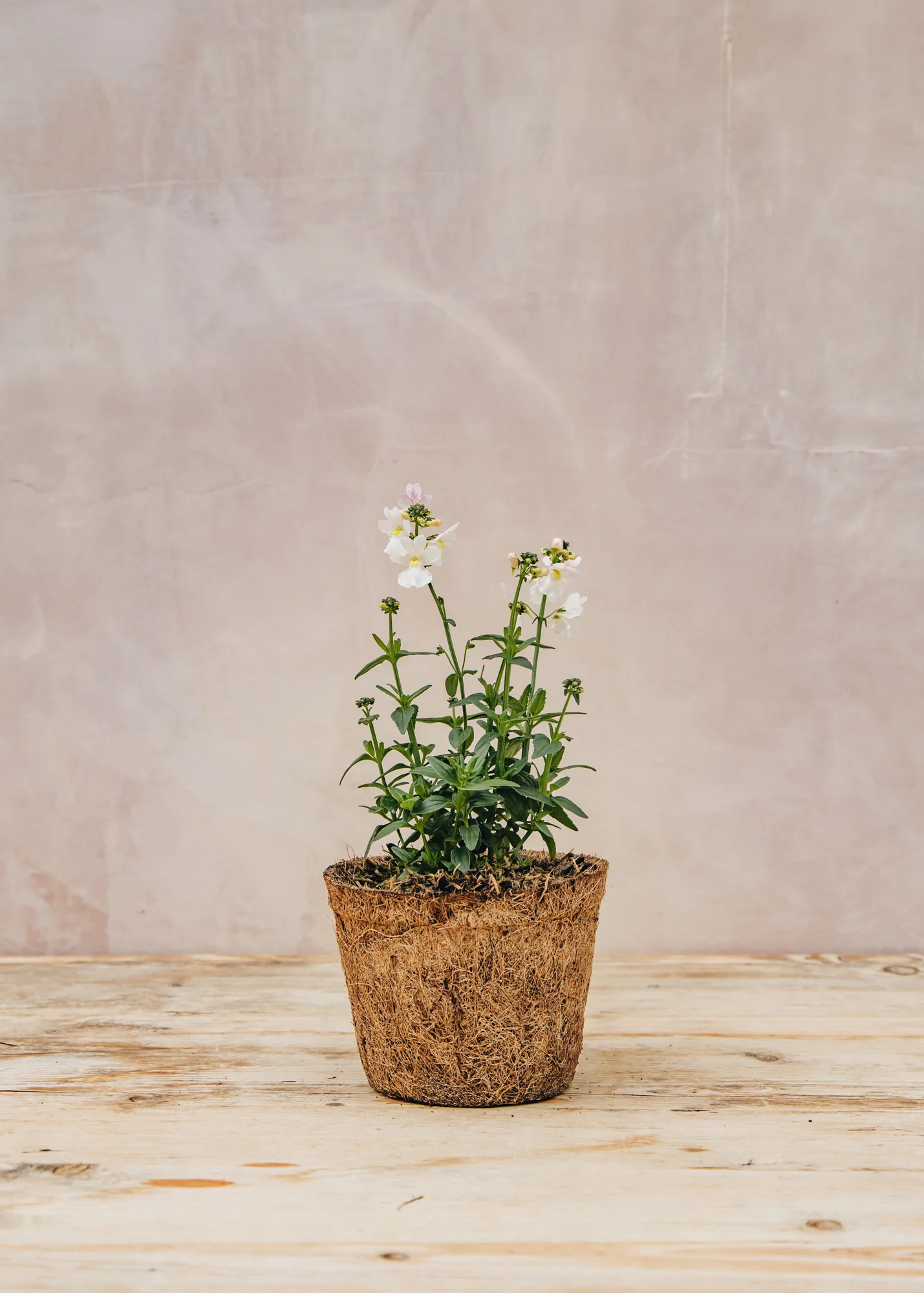 Nemesia 'Wisley Vanilla', 1L - Image 2