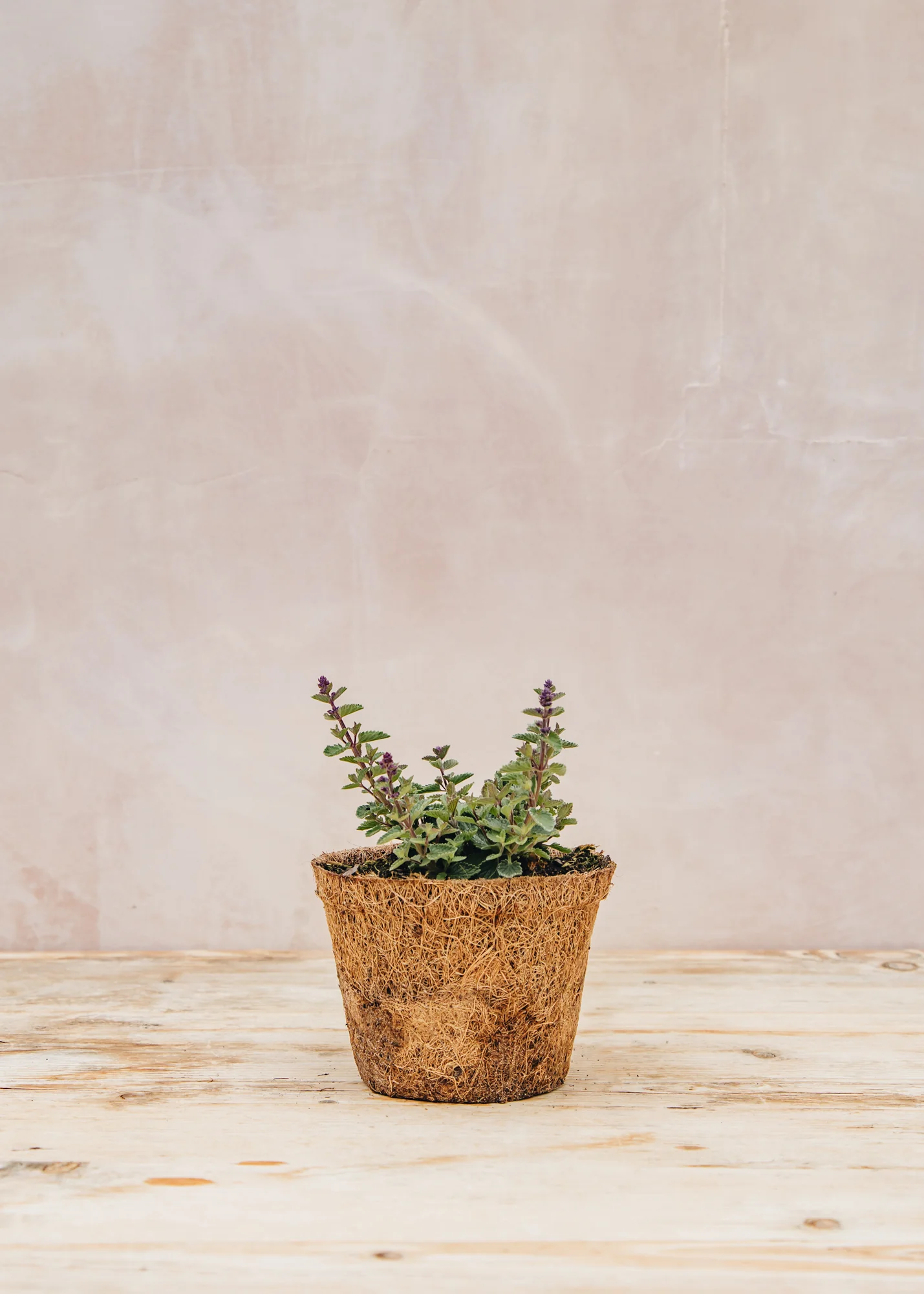 Nepeta 'Kittenaround', 1L - Image 2