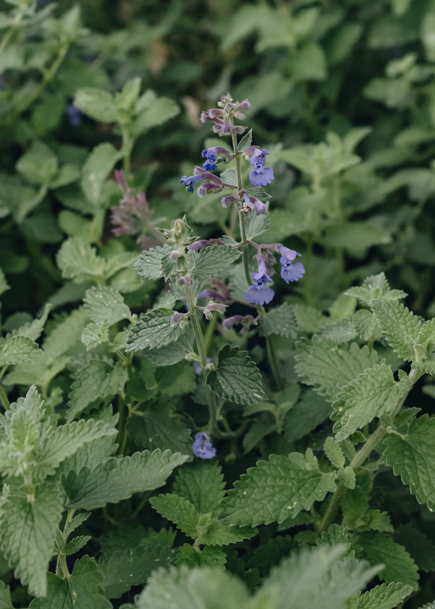 Nepeta Walker's Low, 2/3L