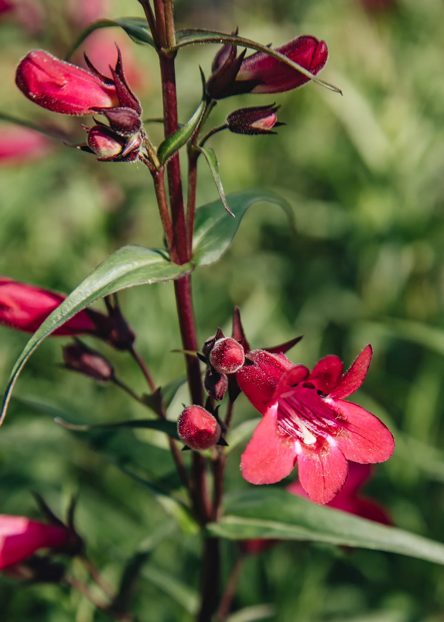 Penstemon 'Garnet', 1L - Image 2