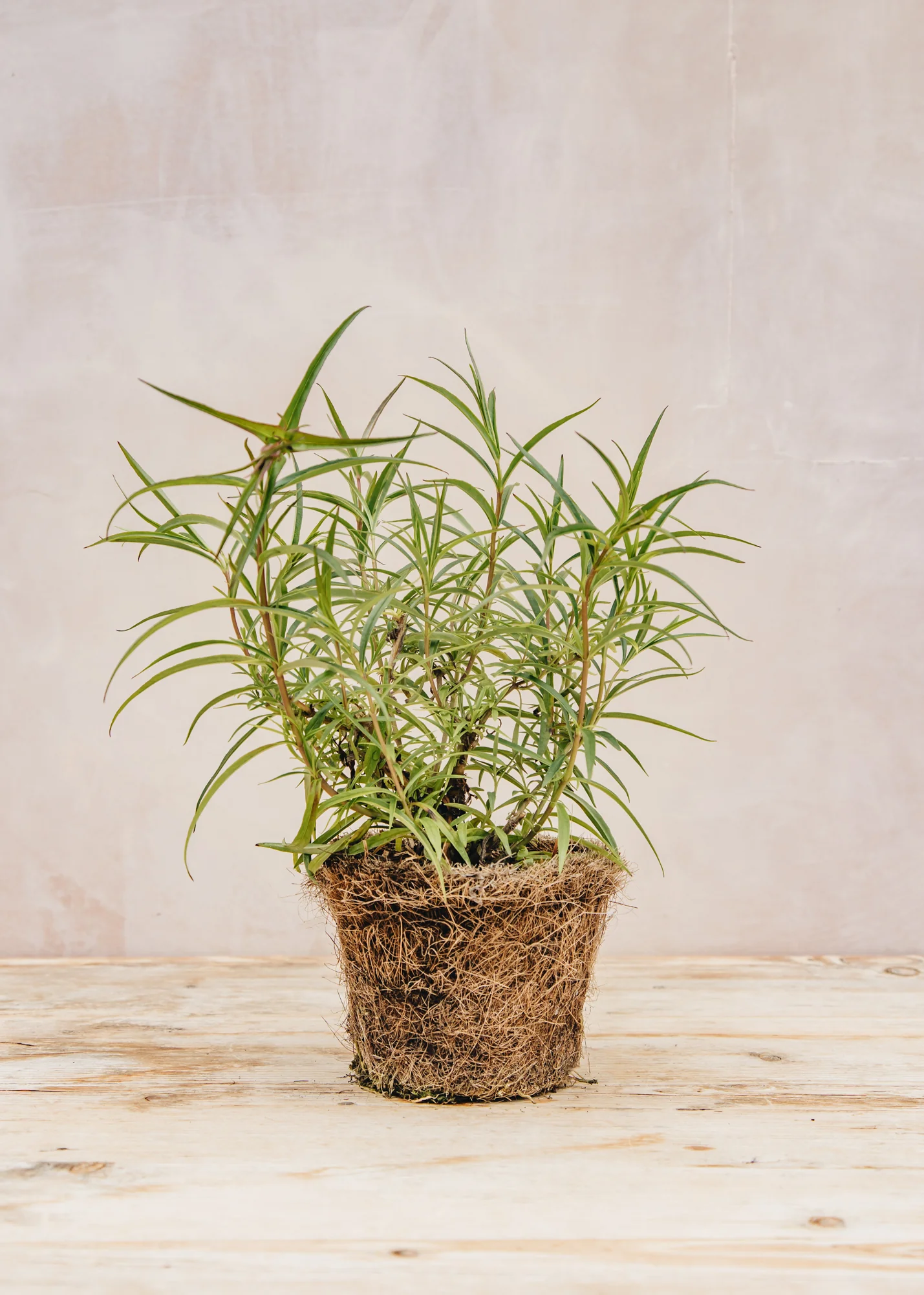 Penstemon 'Garnet', 1L - Image 3