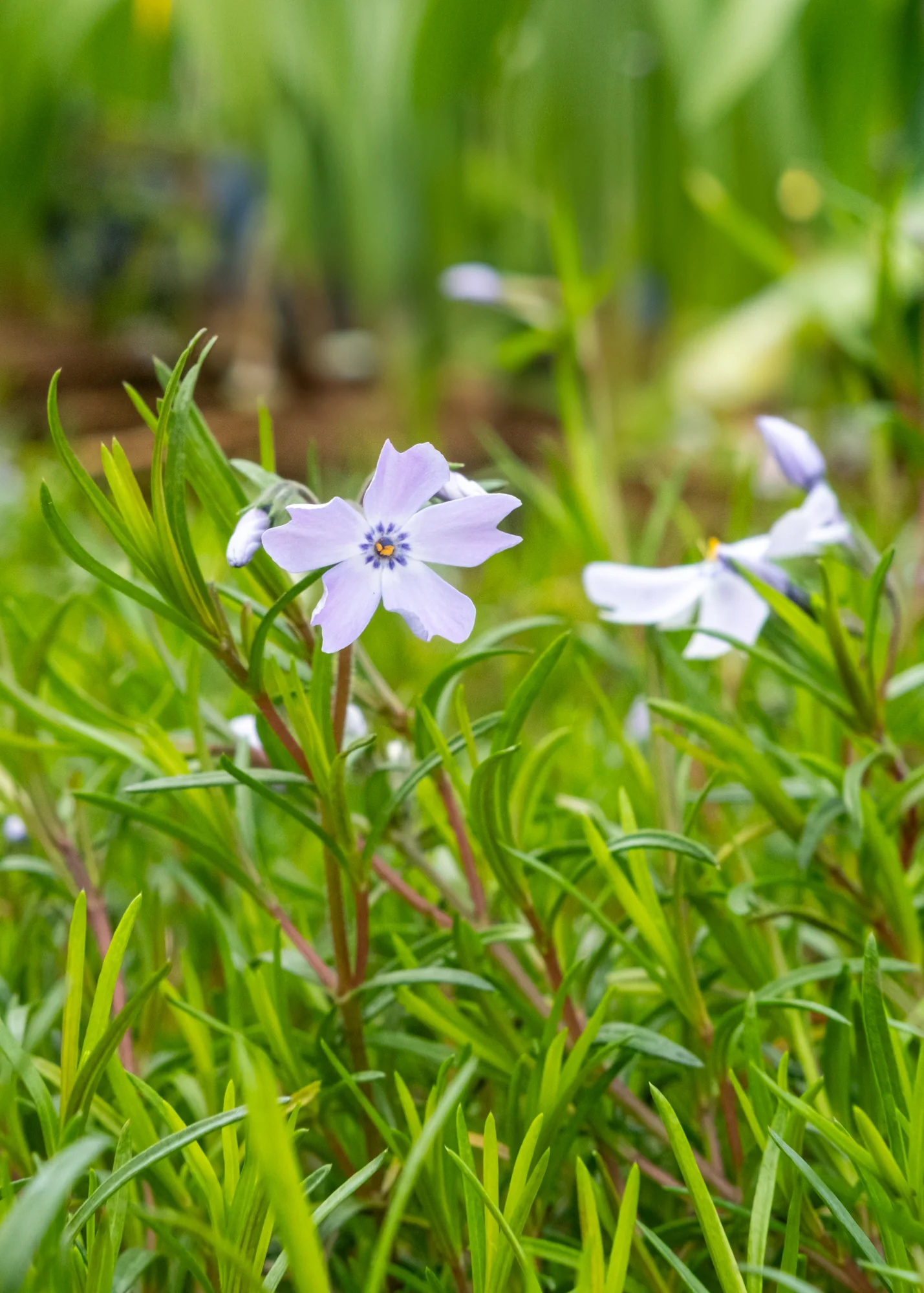 Phlox Sub 'Emerald Cushion Blue', 1L