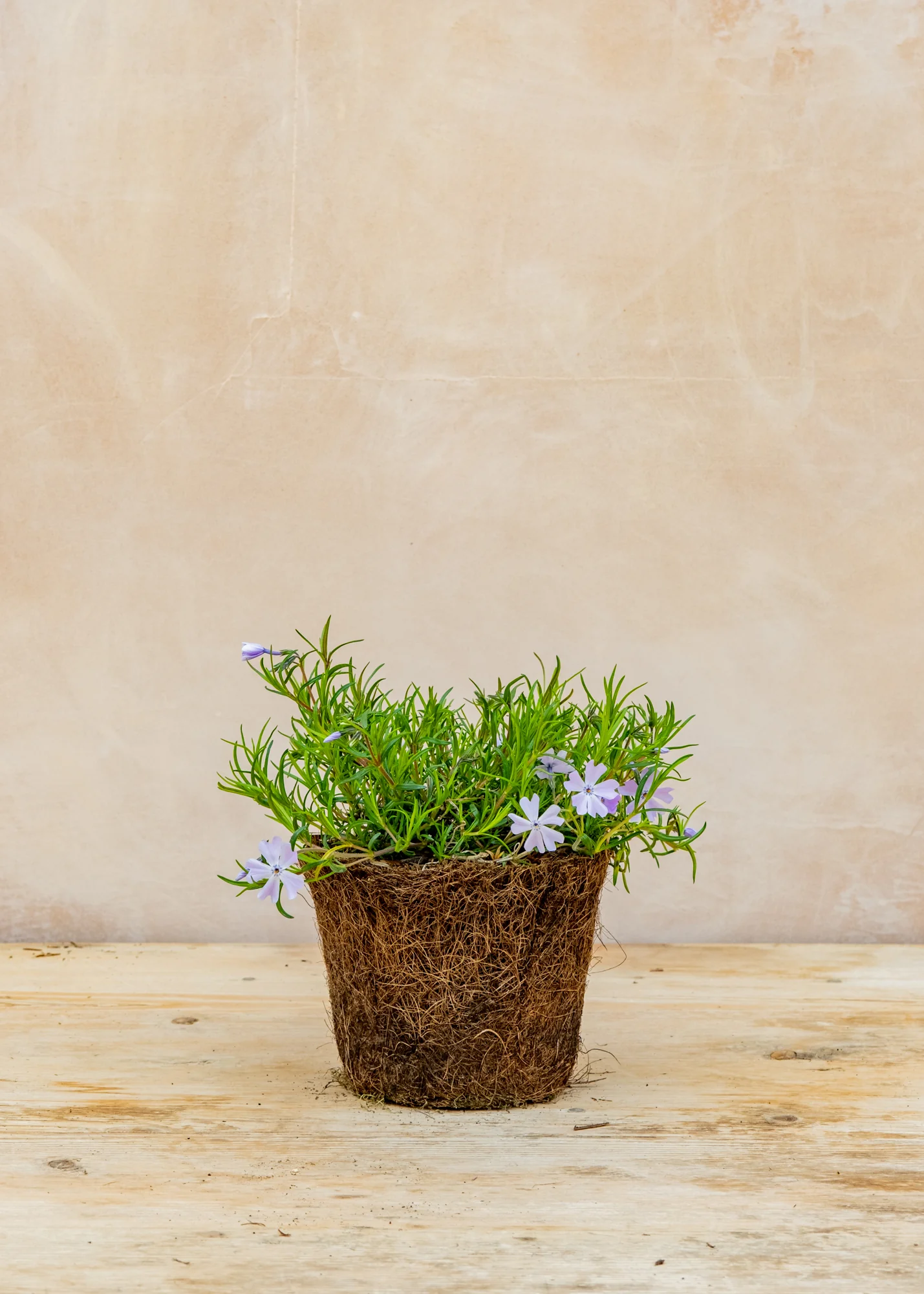 Phlox Sub 'Emerald Cushion Blue', 1L - Image 3