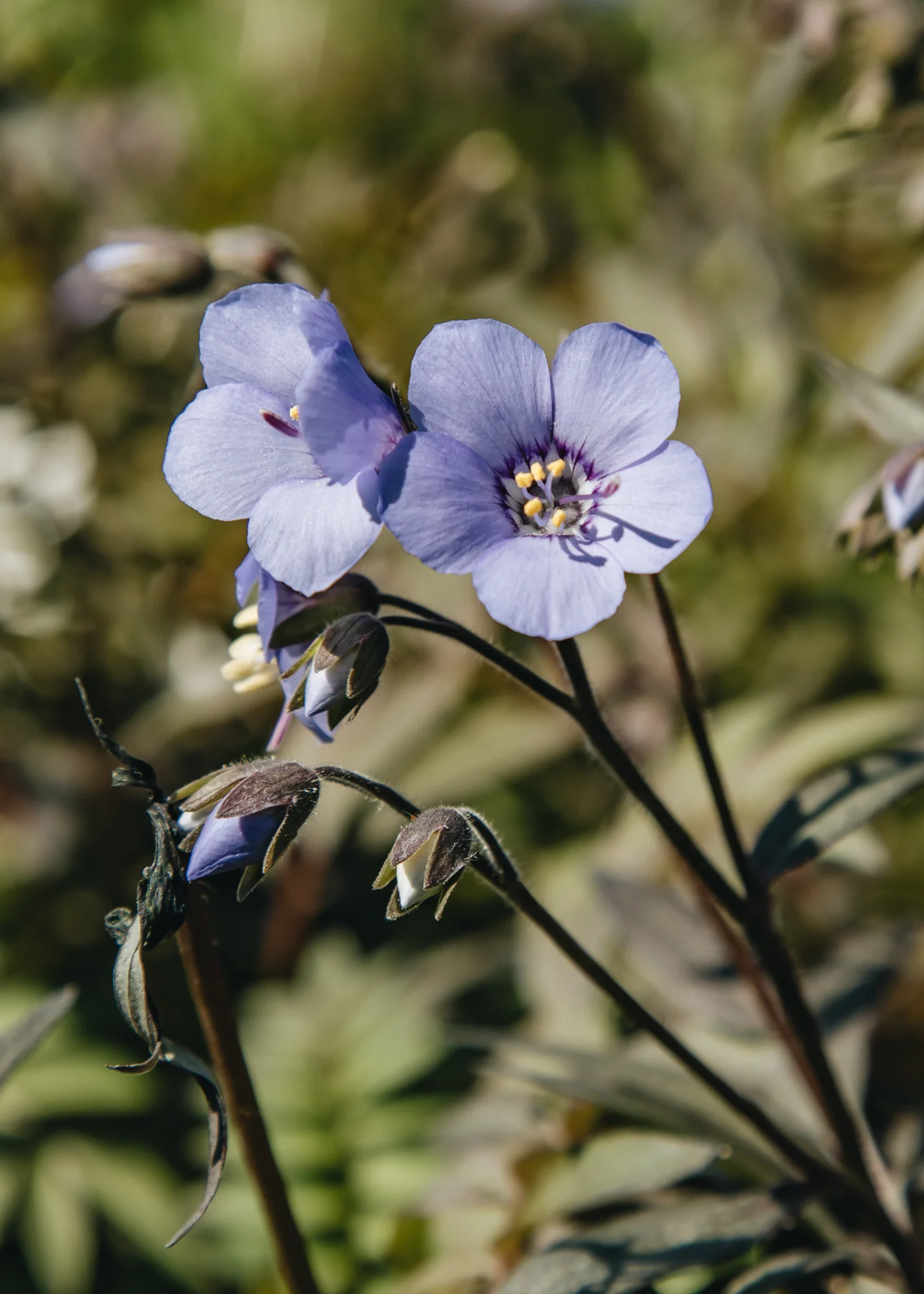 Polemonium 'Heaven Scent', 1L