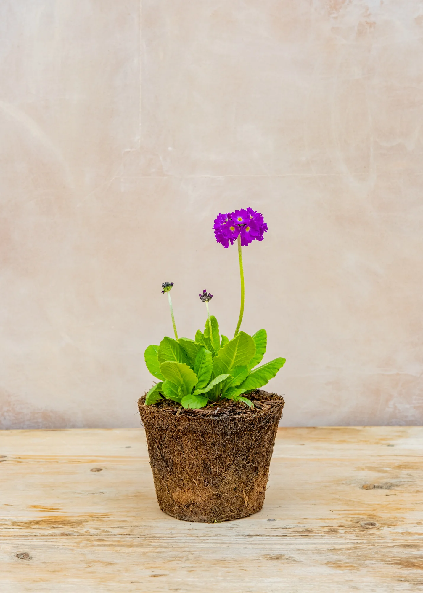 Primula denticulata 'Purple', 1L - Image 2