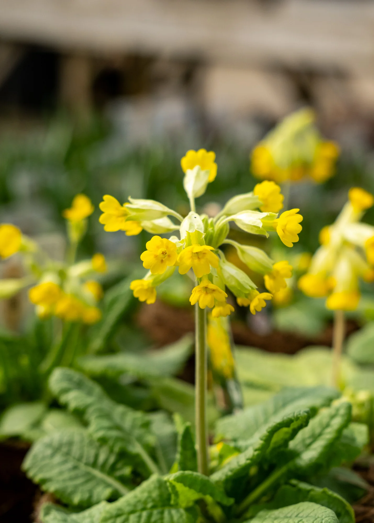 Primula Veris, 1L