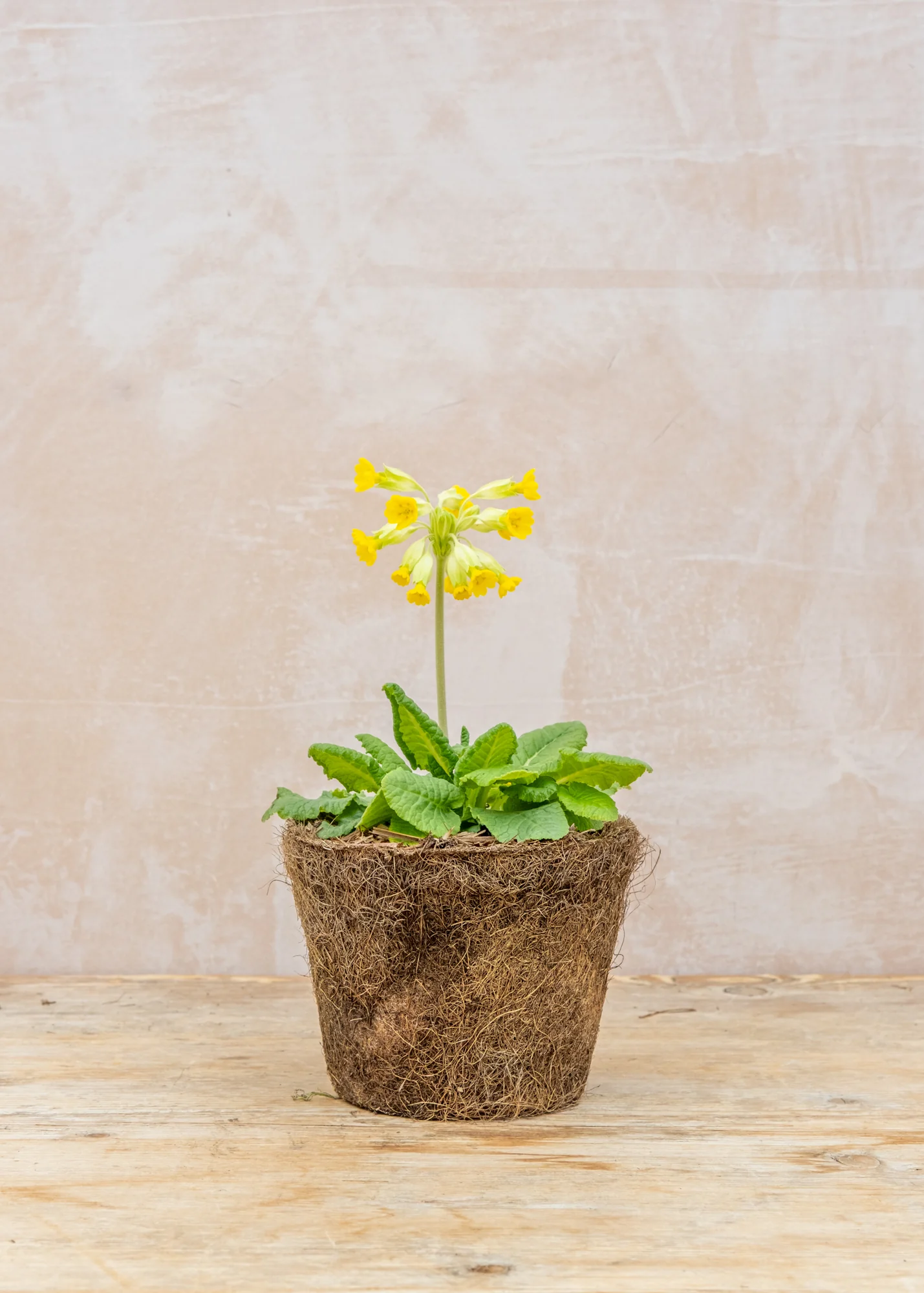 Primula Veris, 1L - Image 2