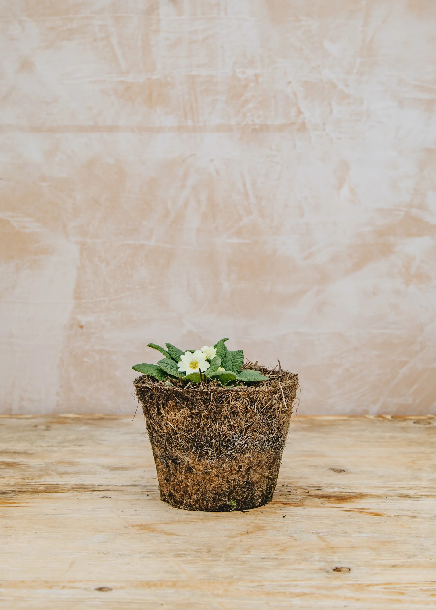 Primula Vulgaris, 1L