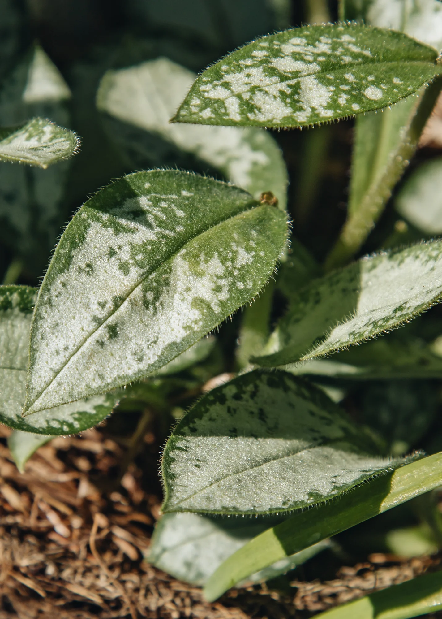 Pulmonaria 'Majeste', 1L - Image 2