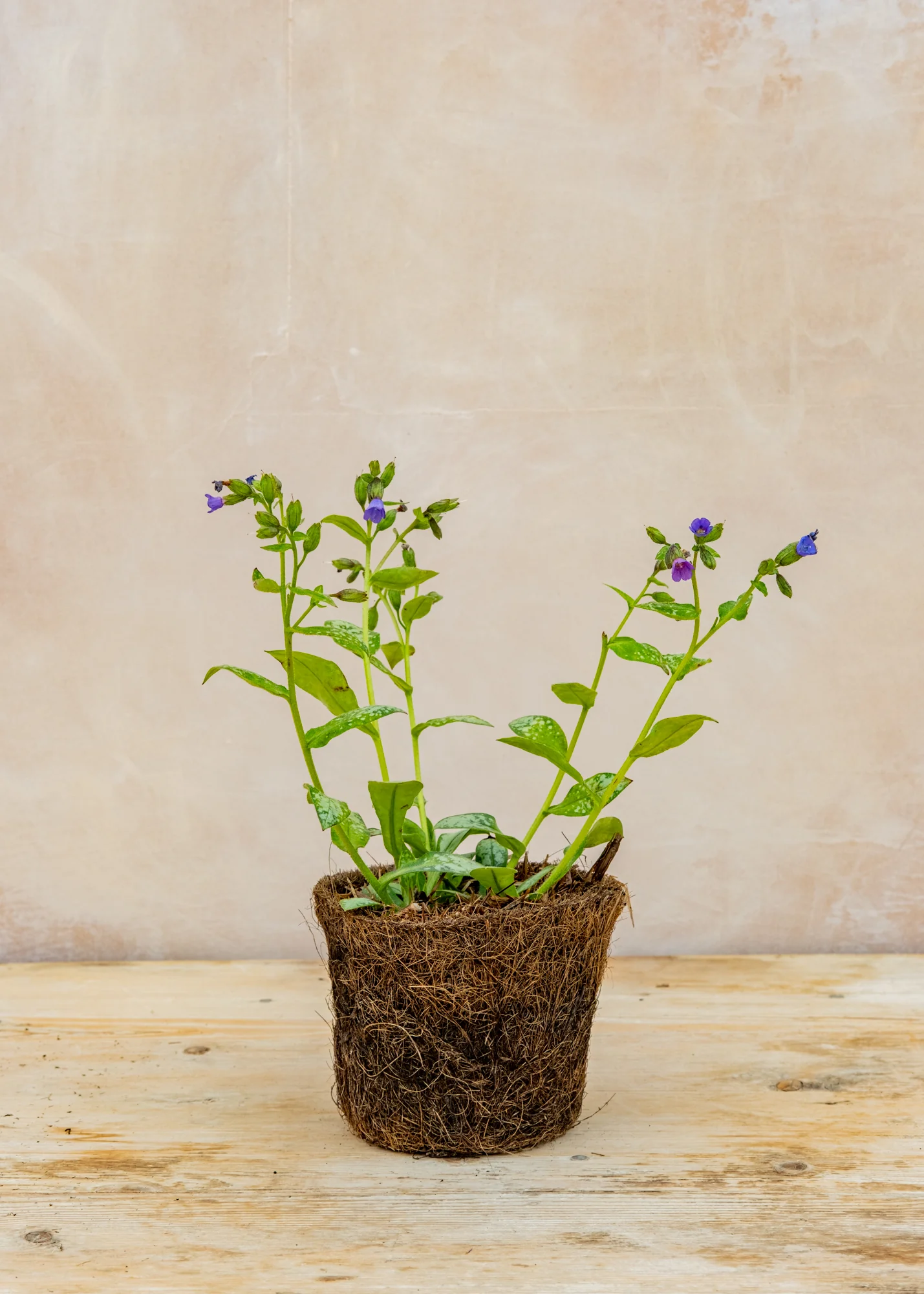 Pulmonaria 'Majeste', 1L - Image 3