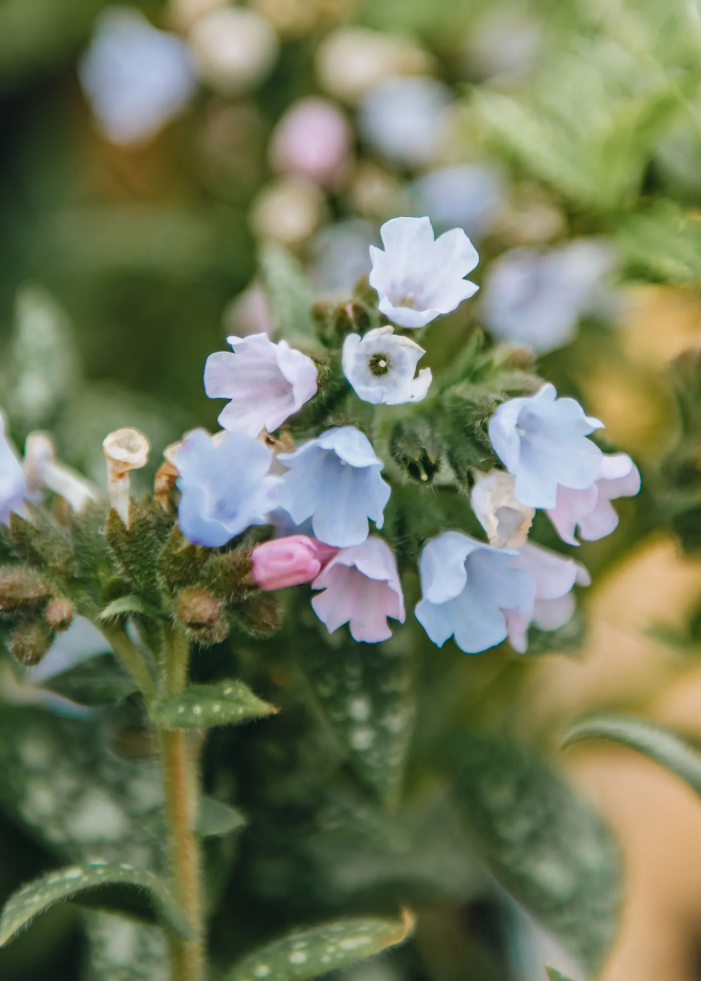 Pulmonaria 'Opal', 1L