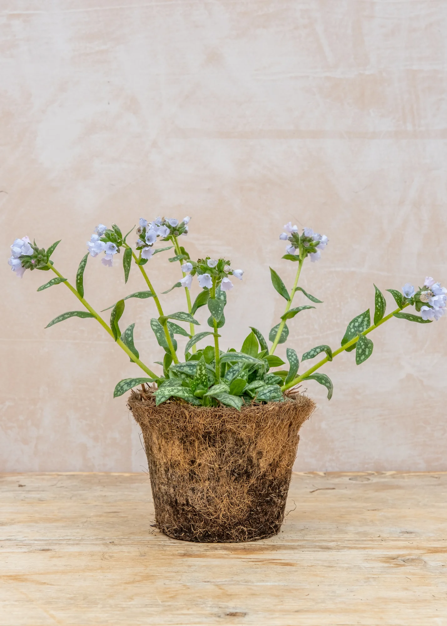 Pulmonaria 'Opal', 1L - Image 2