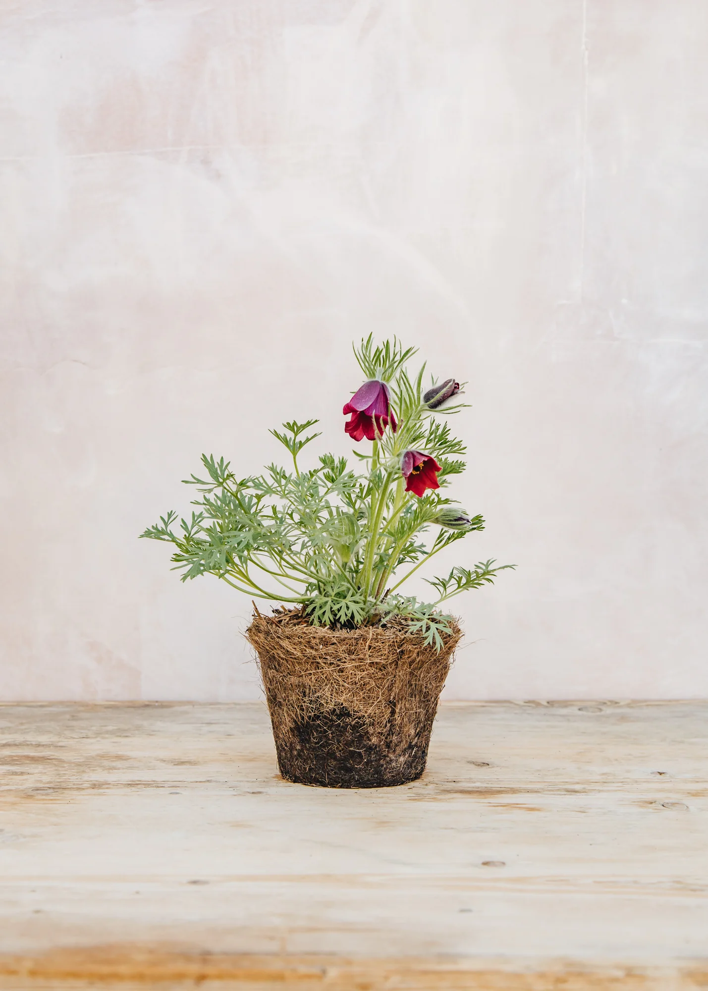 Pulsatilla vulgaris 'Pinwheel Red', 1L - Image 2