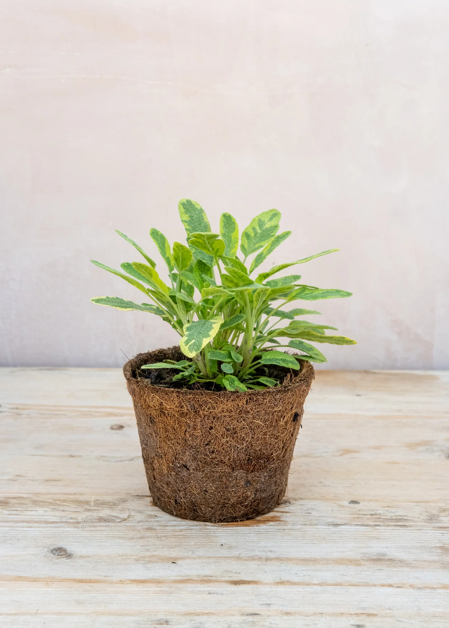Sage Icterina, 1L