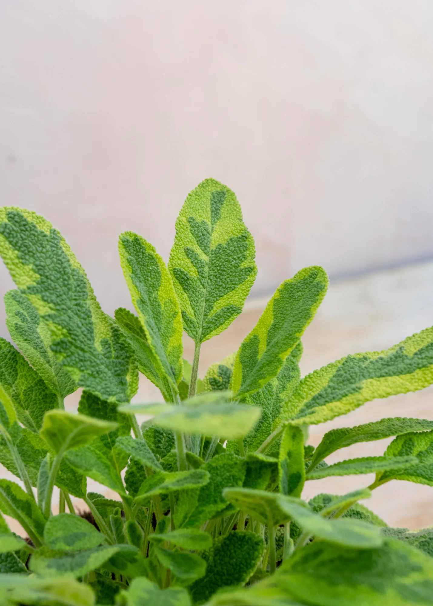 Sage Icterina, 1L - Image 2