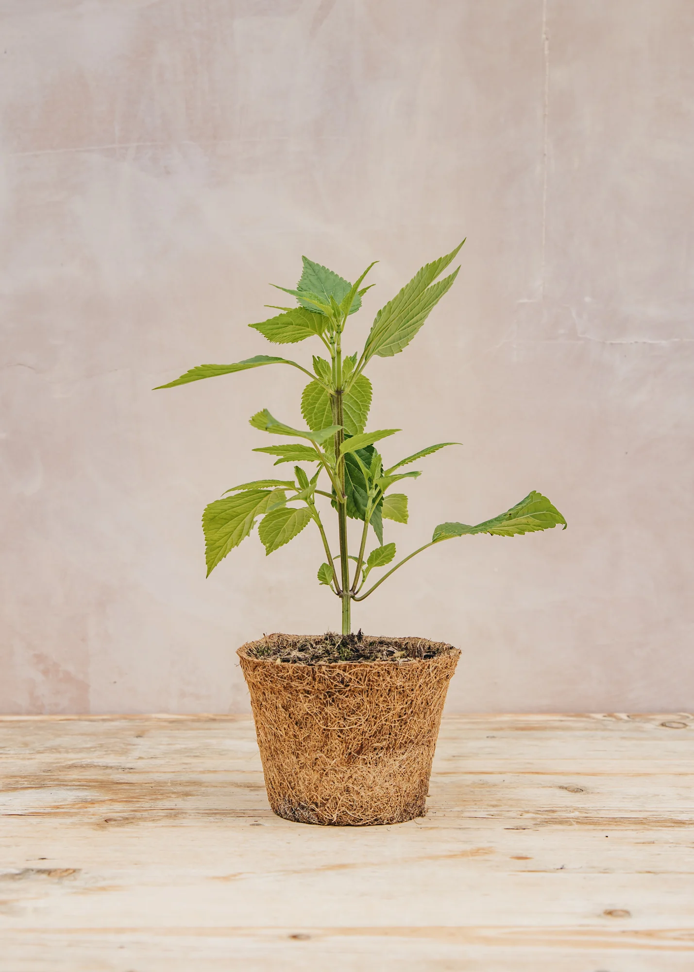 Salvia 'Amistad', 1L - Image 2