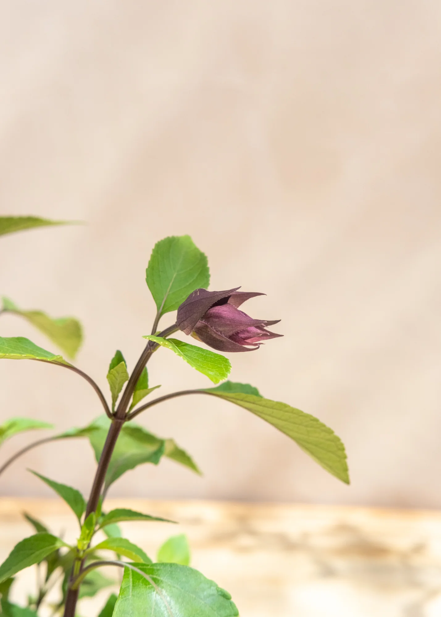 Salvia hybrida 'Love and Wishes', 1L - Image 3