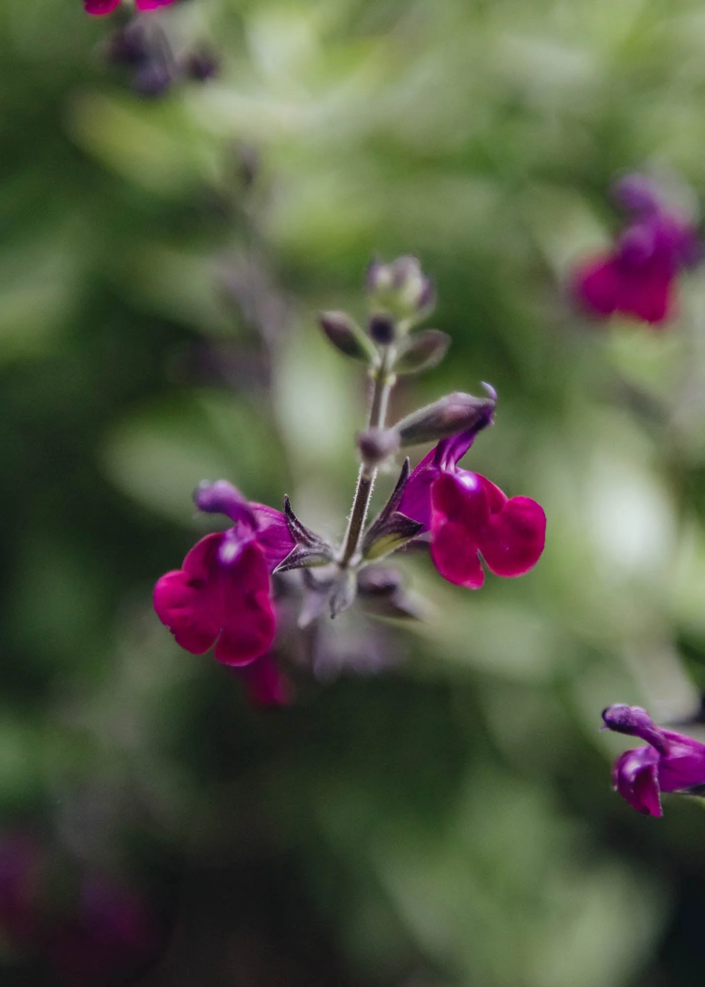 Salvia microphylla 'Amethyst Lips', 1L - Image 2