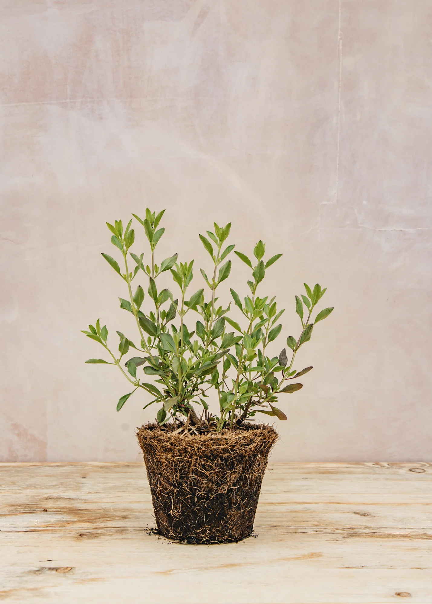 Salvia microphylla 'Amethyst Lips', 1L - Image 3