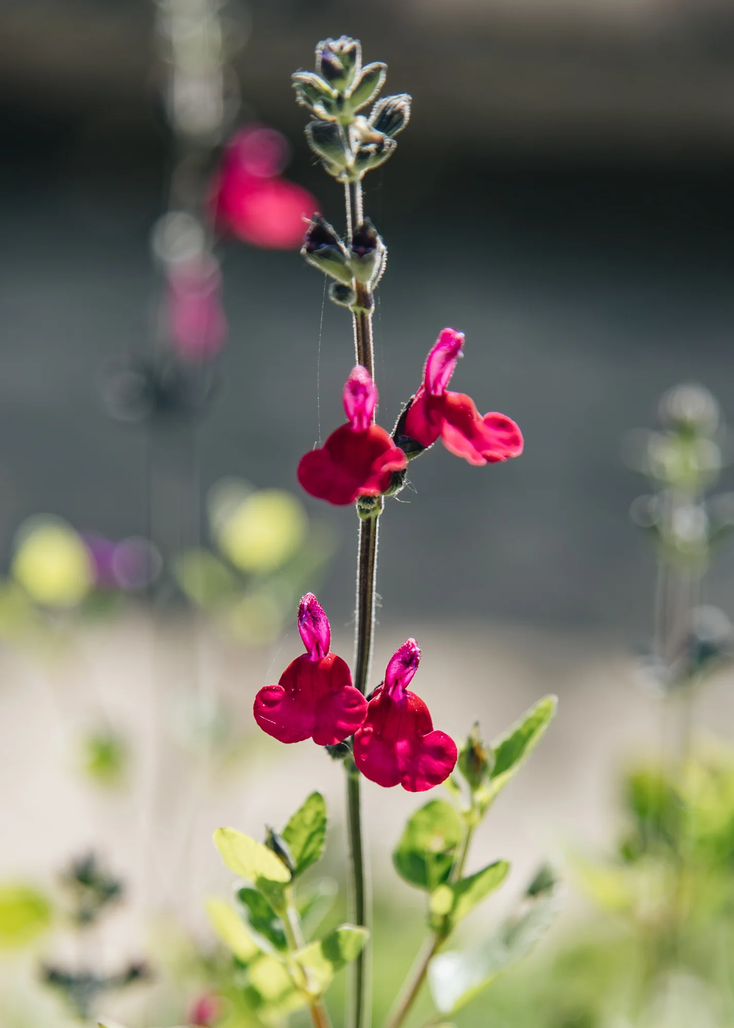 Salvia microphylla 'Cherry Lips', 1L
