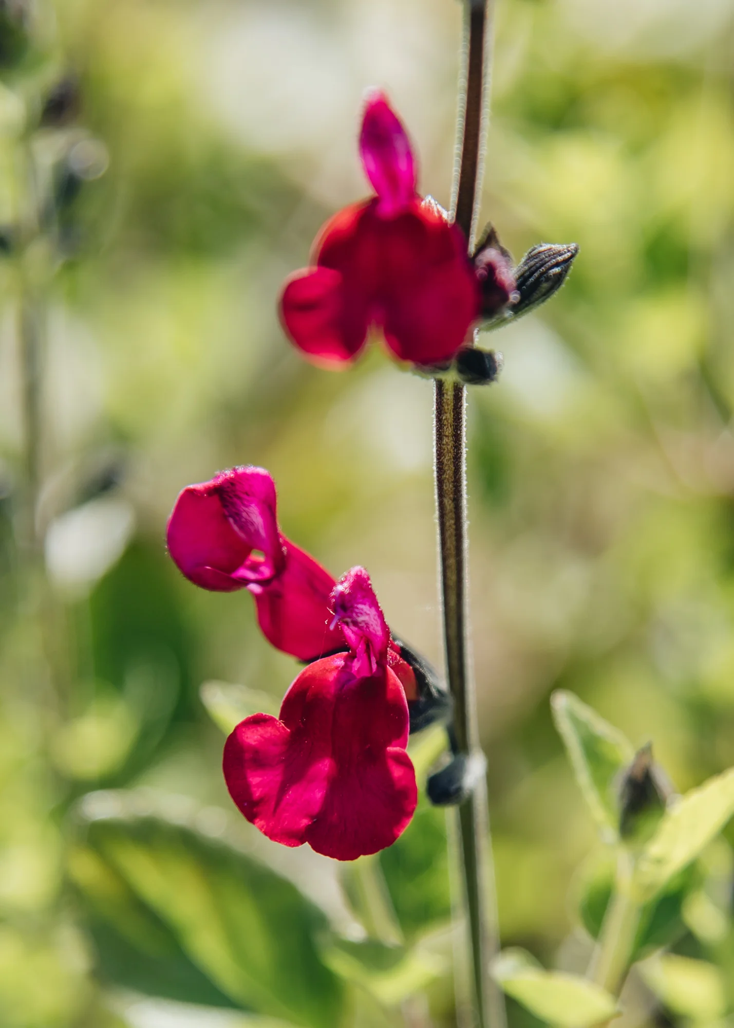 Salvia microphylla 'Cherry Lips', 1L - Image 2