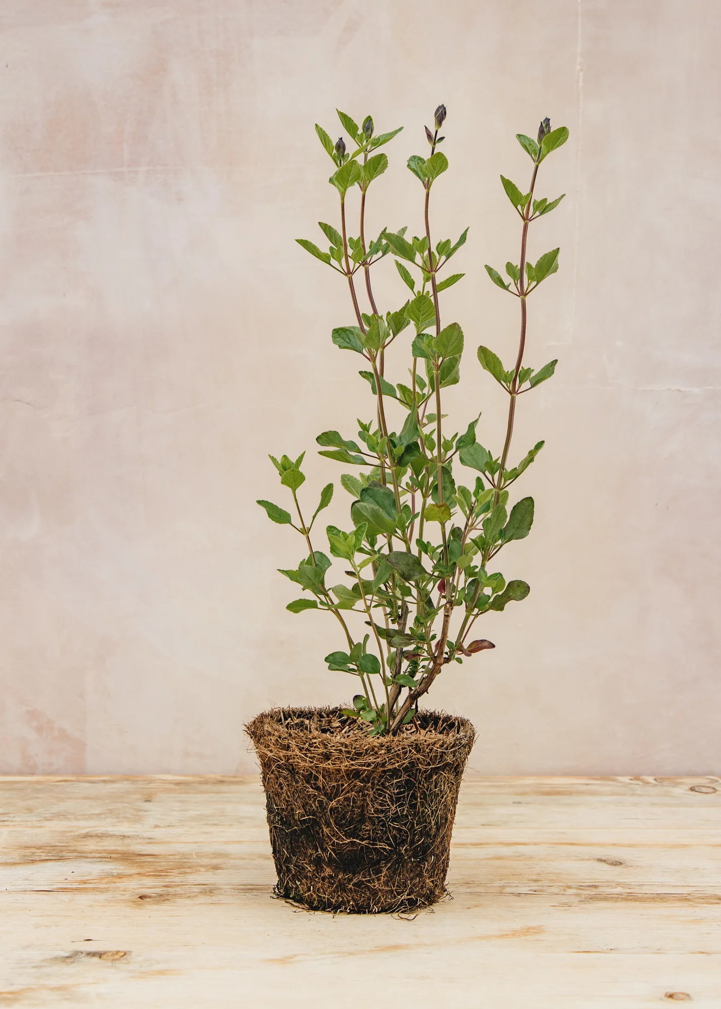 Salvia microphylla 'Cherry Lips', 1L - Image 3